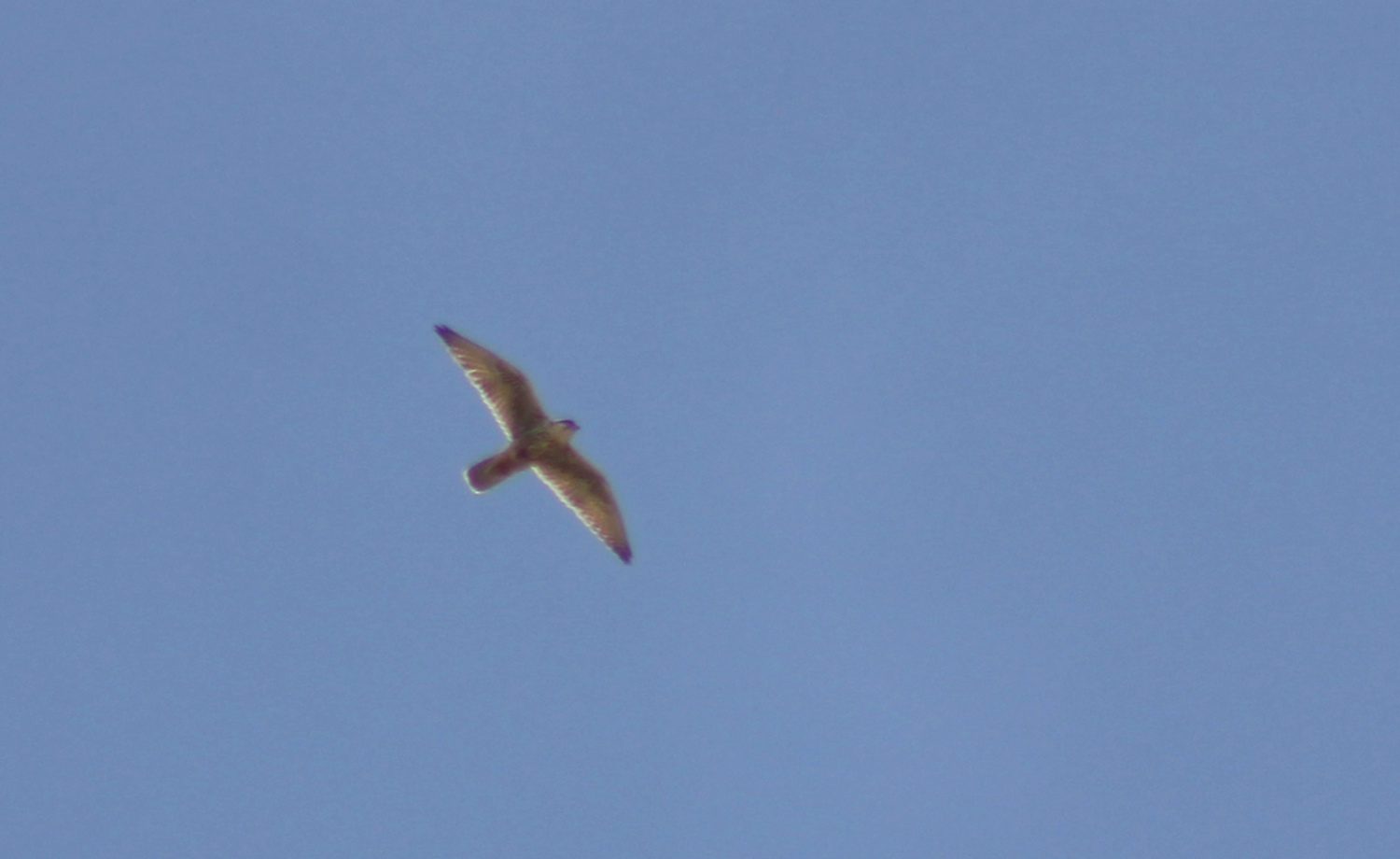 Lanner Falcon