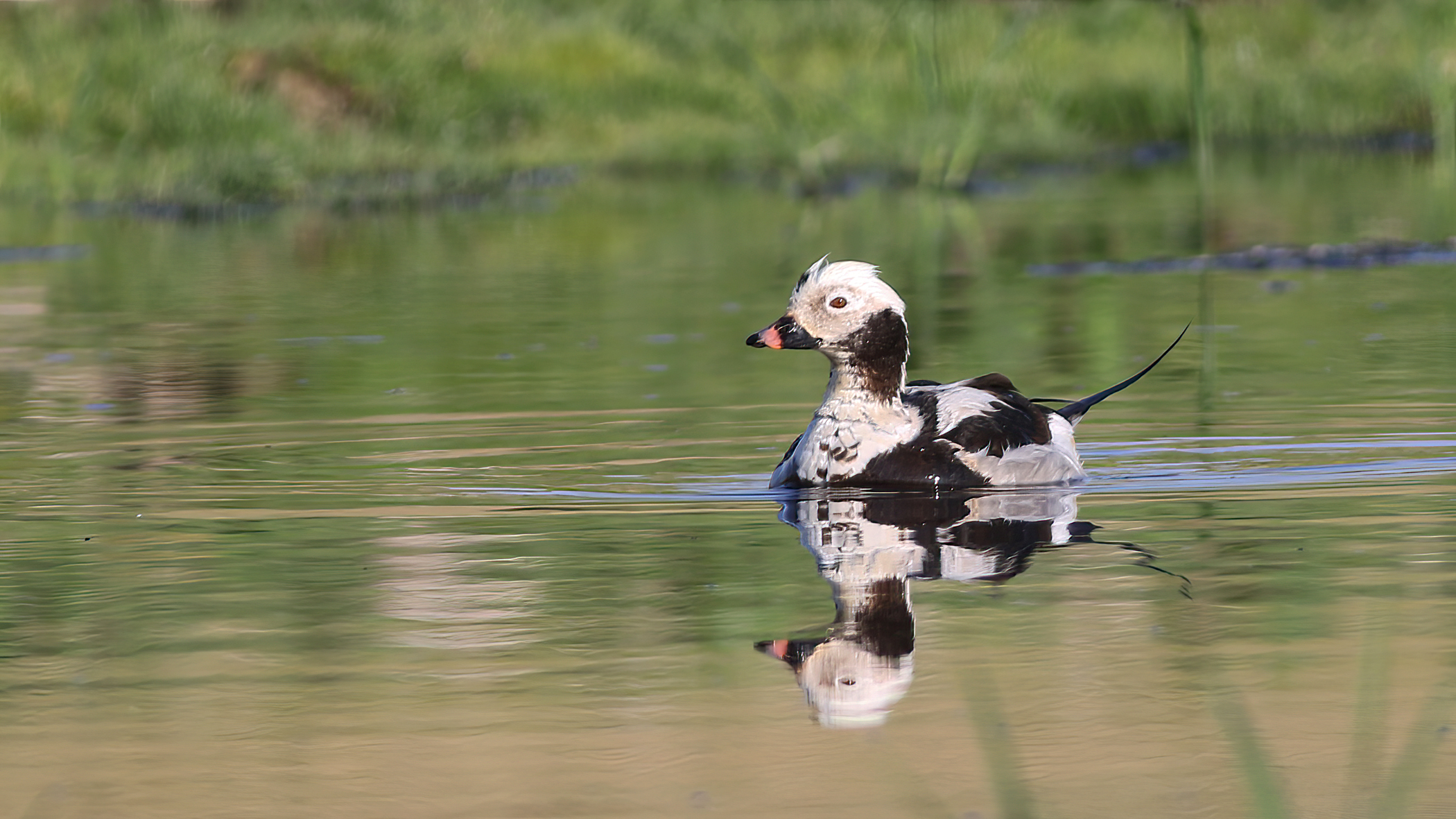 Long-tailed Duck