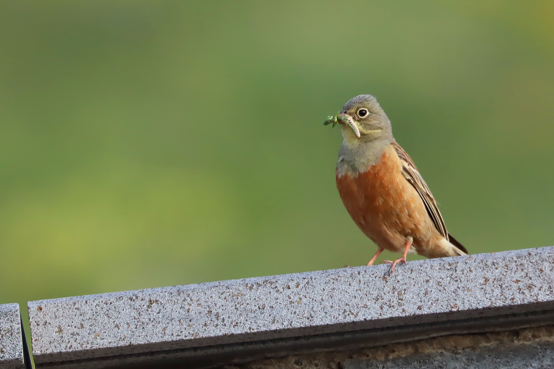 Ortolan Bunting
