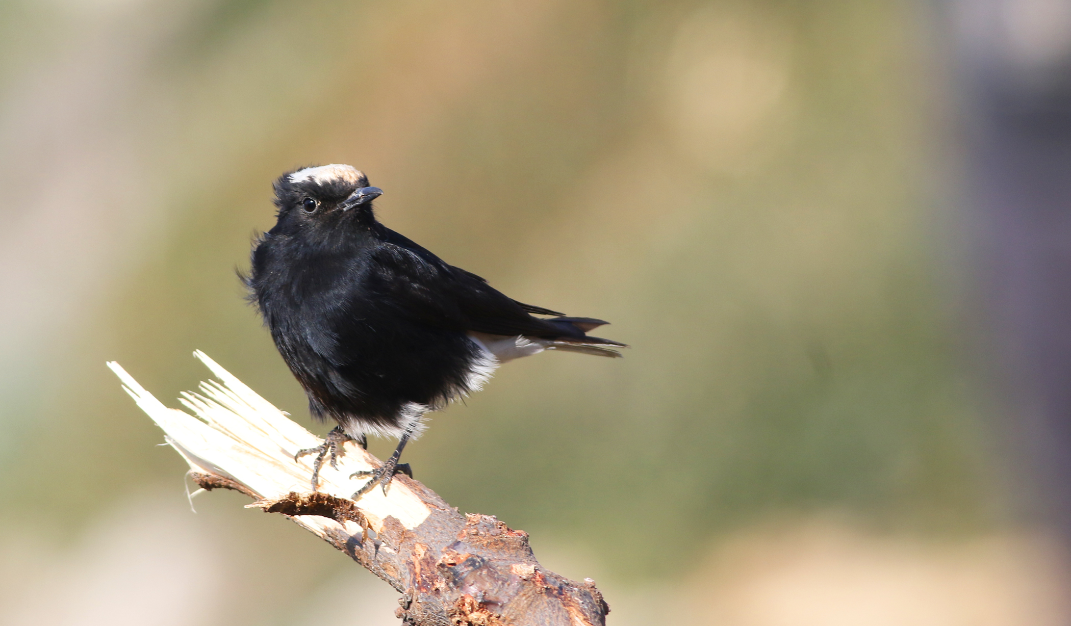 White-crowned Wheatear