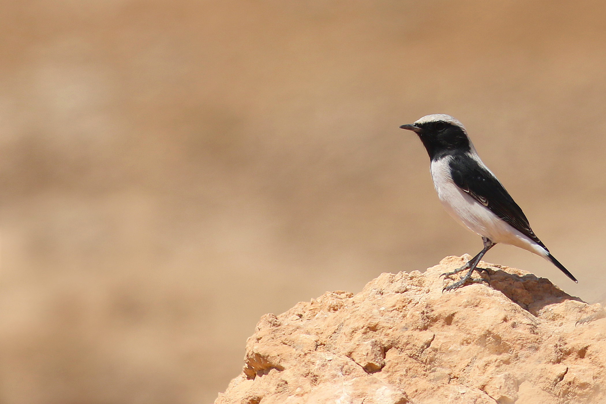 Finsch's Wheatear