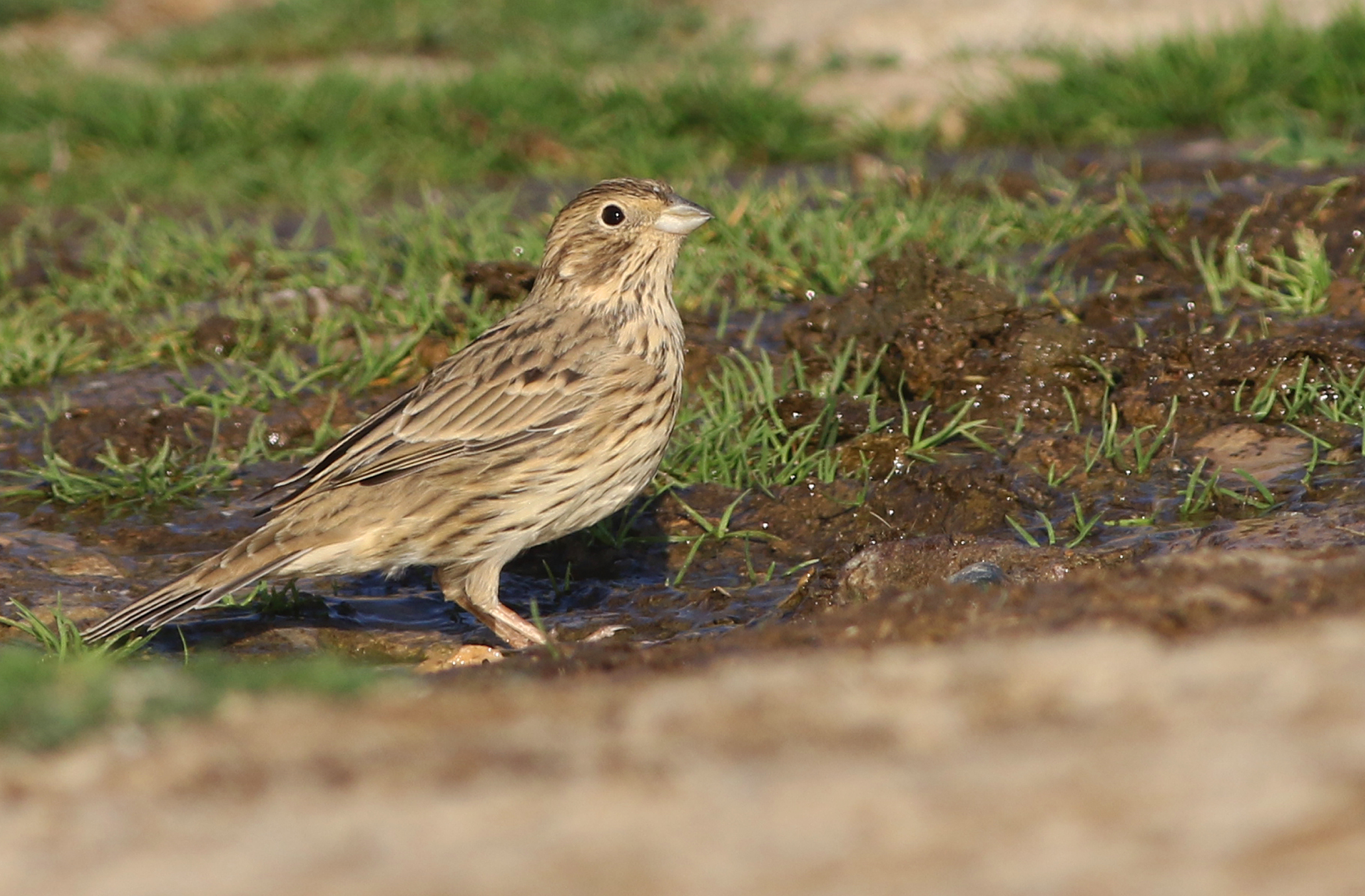 Eurasian Linnet