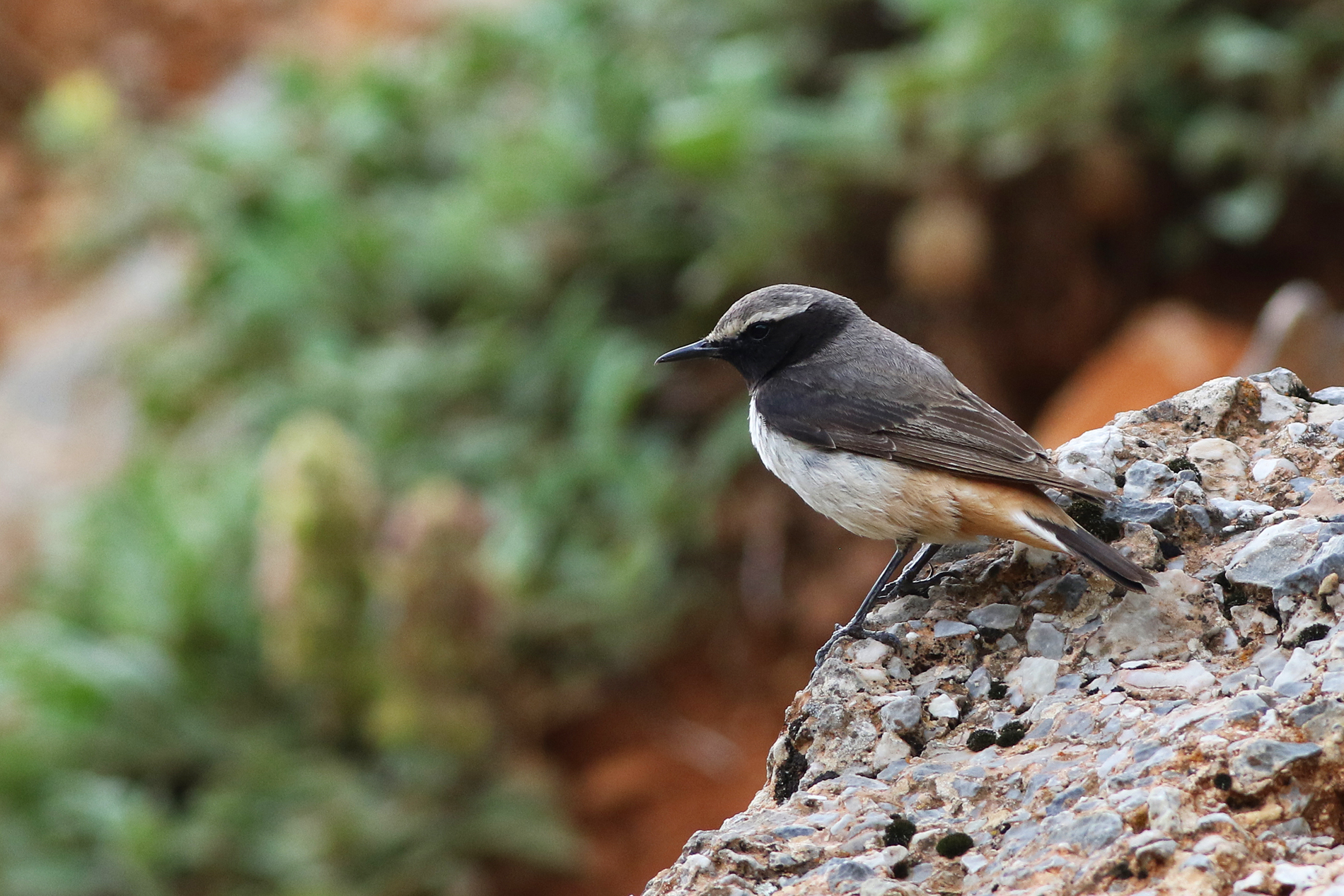 Kurdish Wheatear