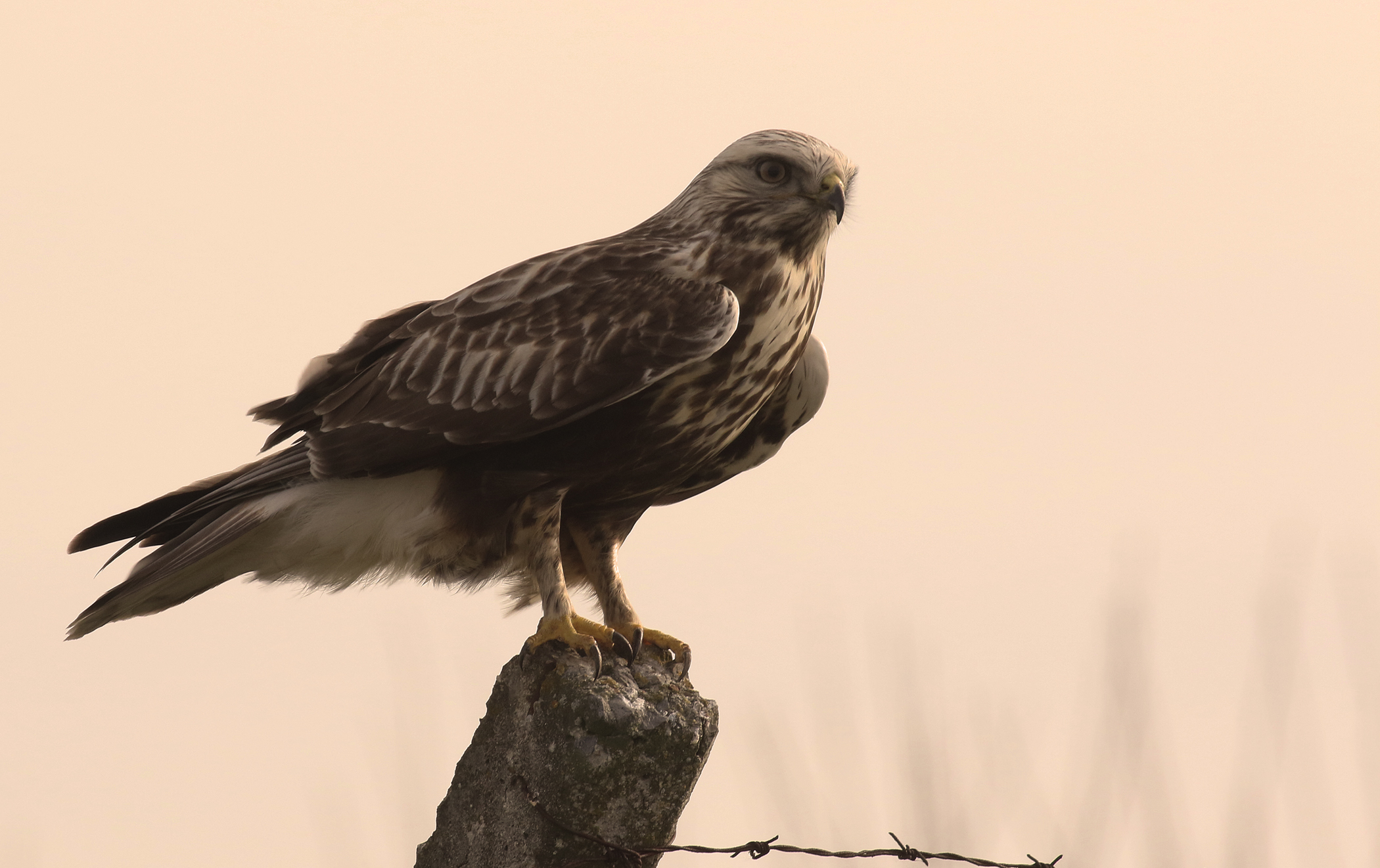 Rough-legged Hawk