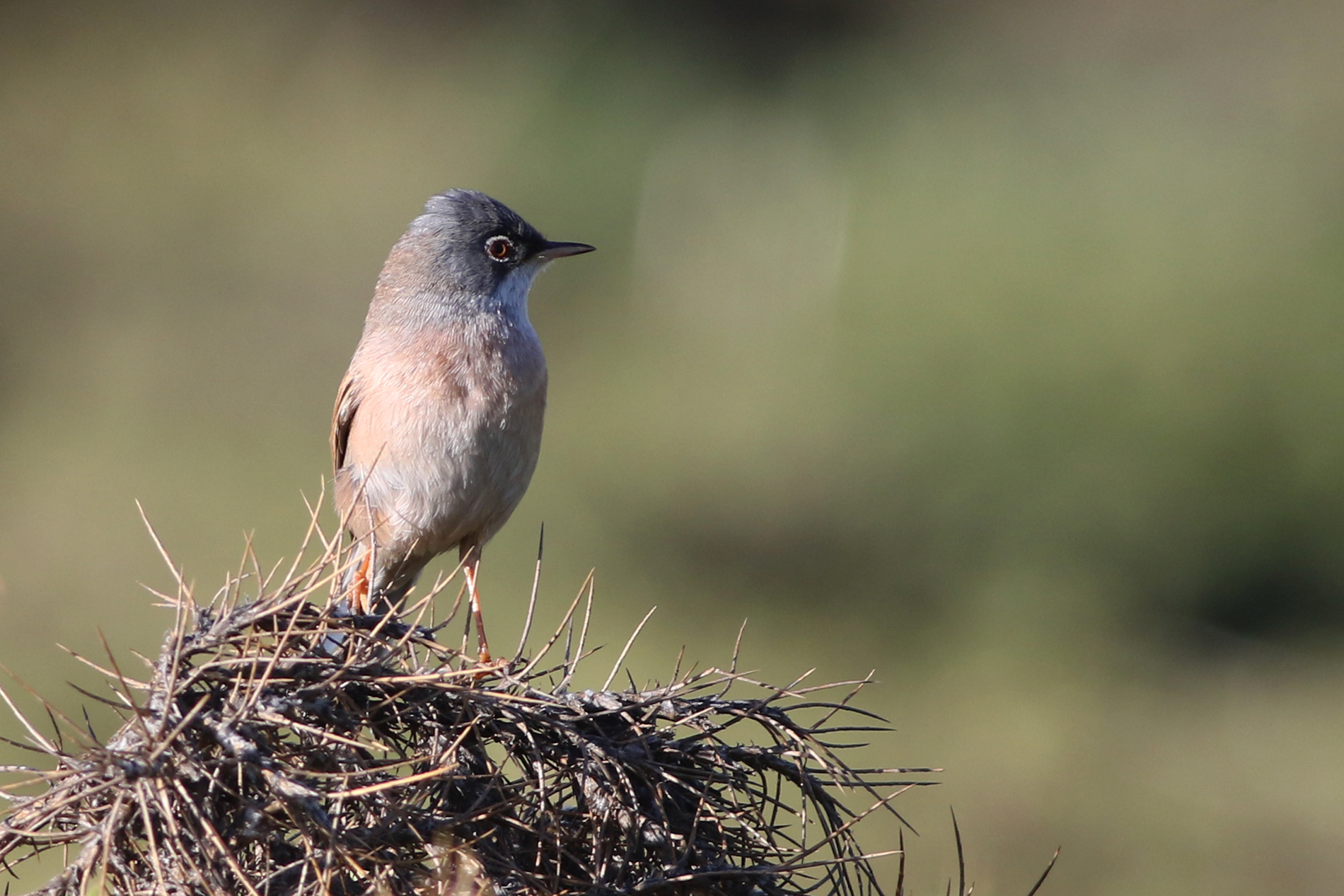 Spectacled Warbler