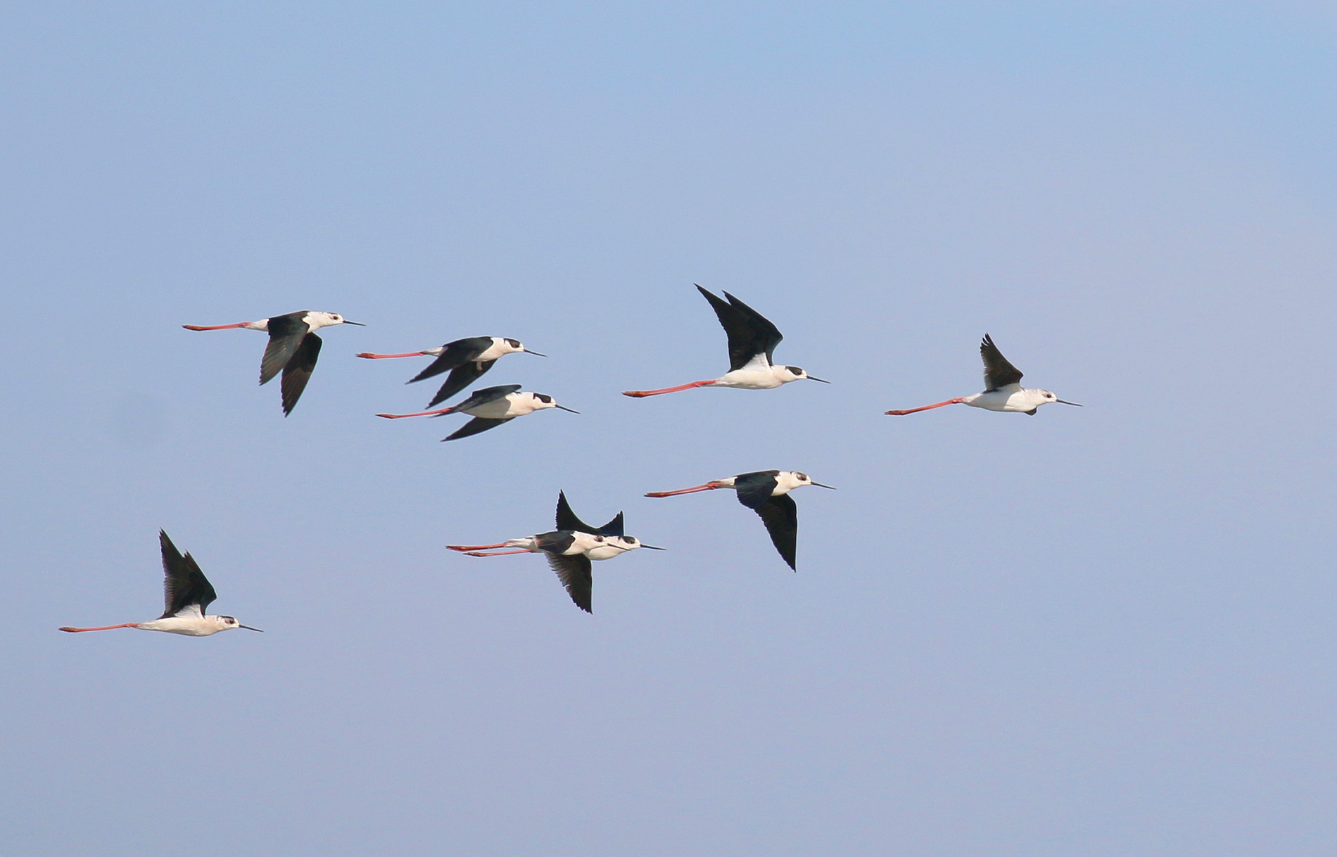 Black-winged Stilt