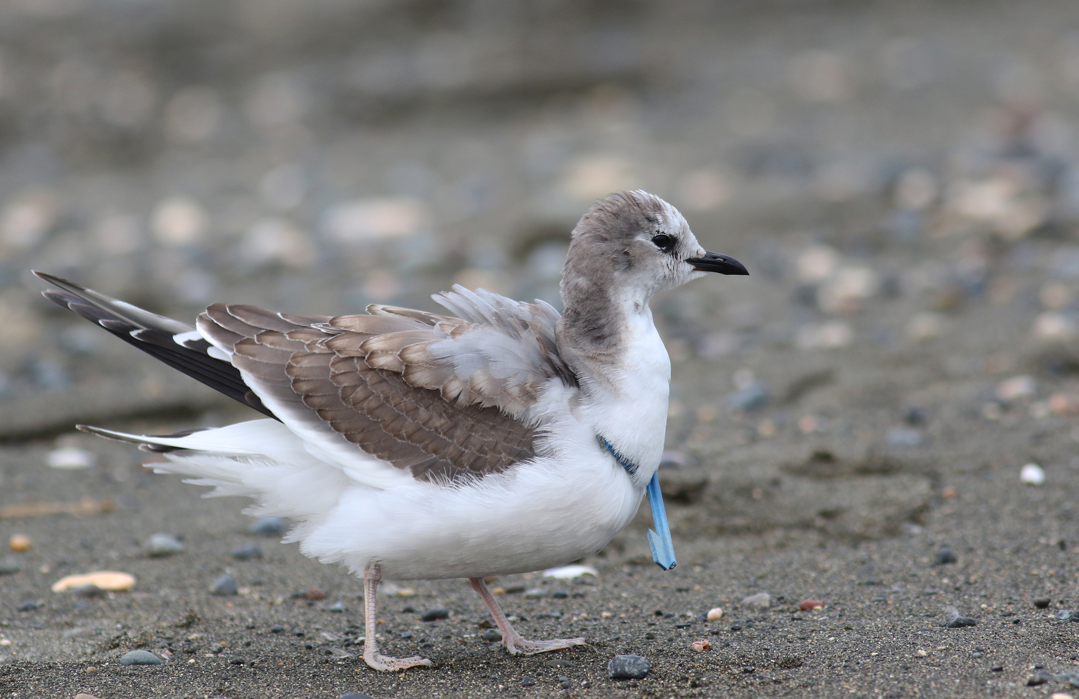 Sabine's Gull