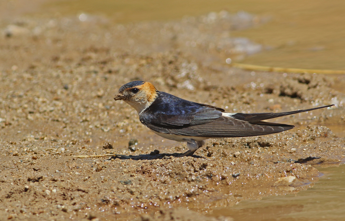 Red-rumped Swallow