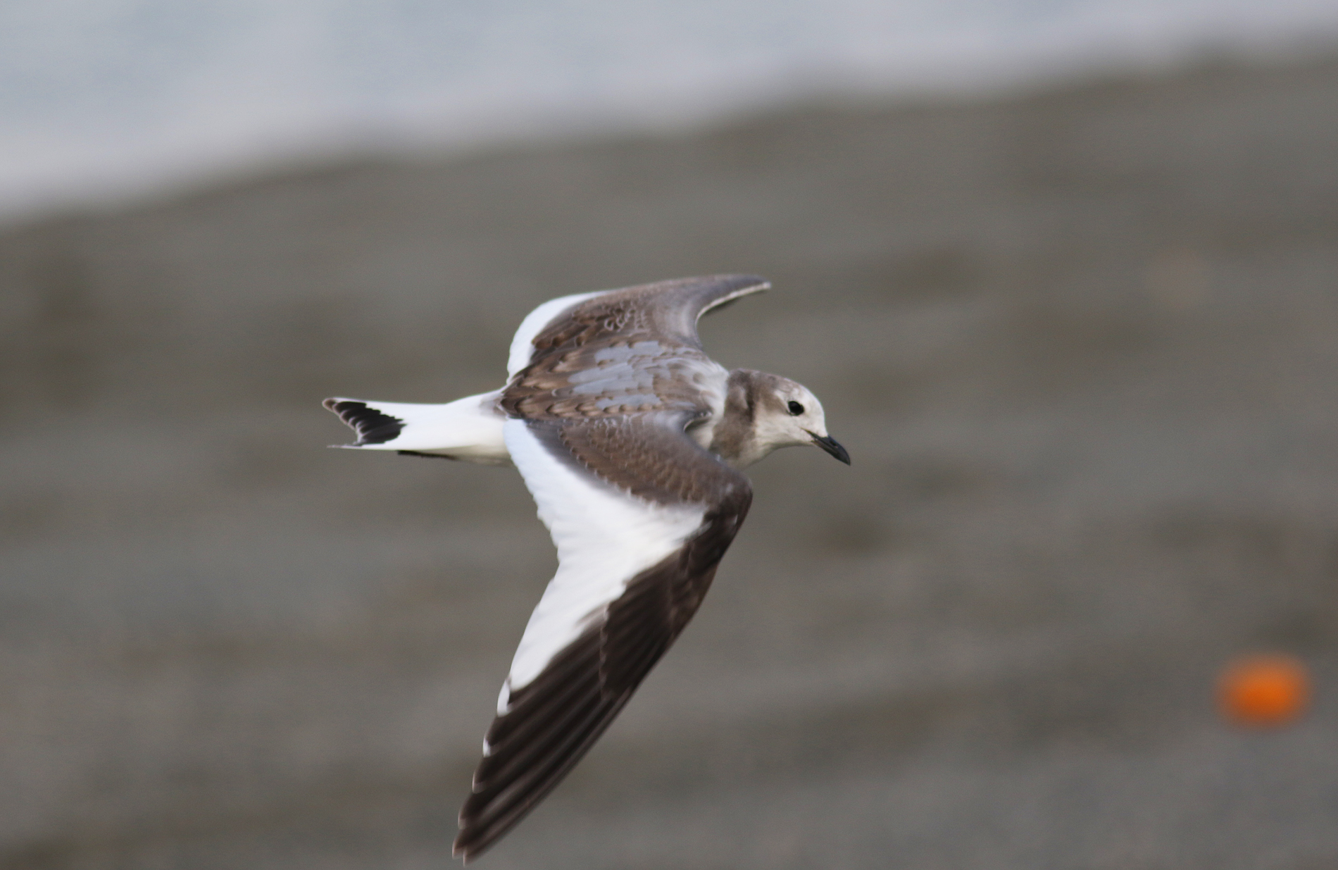 Sabine's Gull