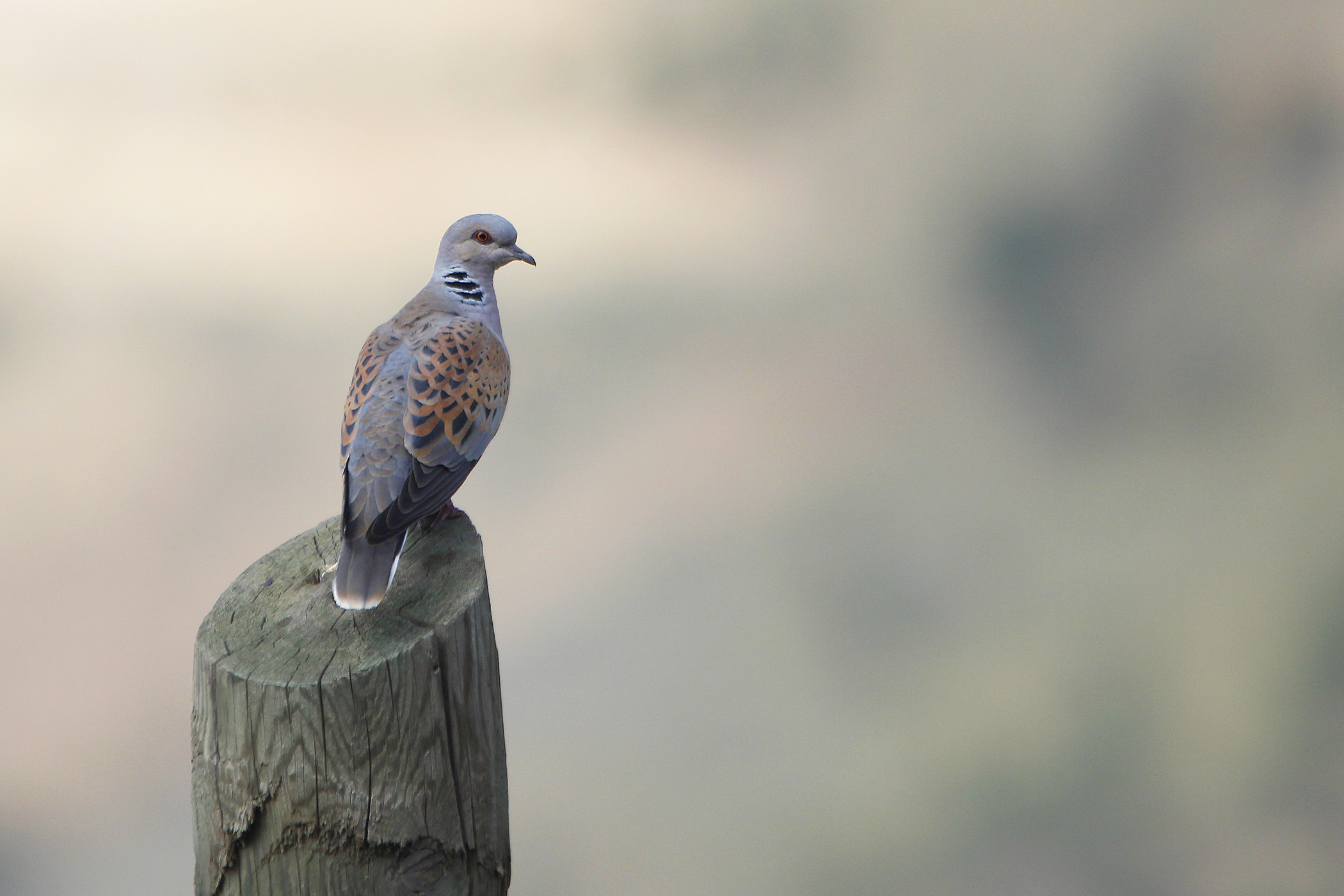 European Turtle-Dove