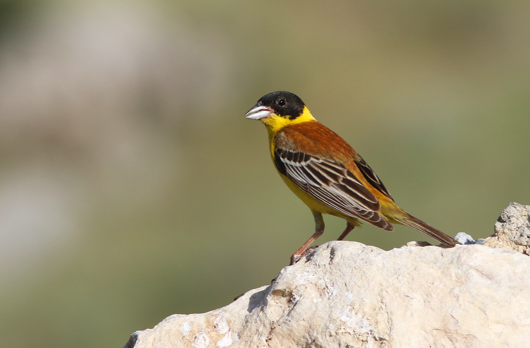 Black-headed Bunting