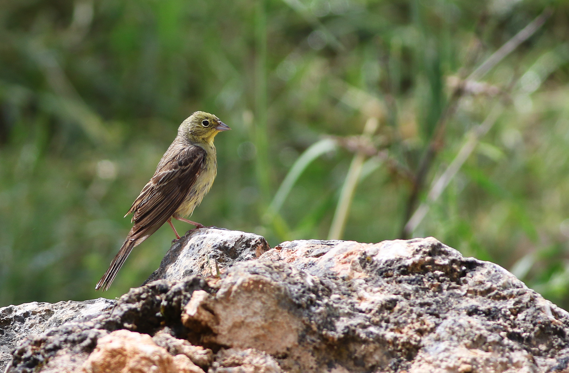 Cinereous Bunting
