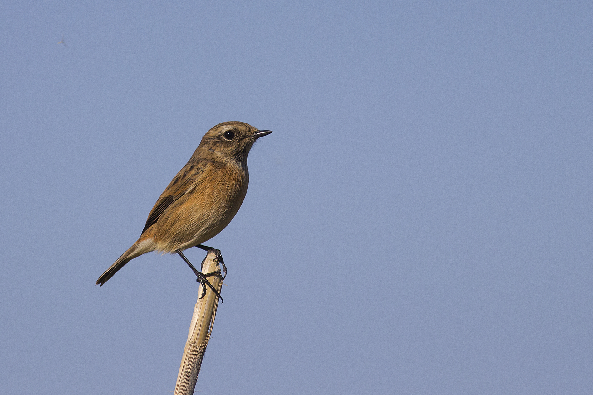 European Stonechat