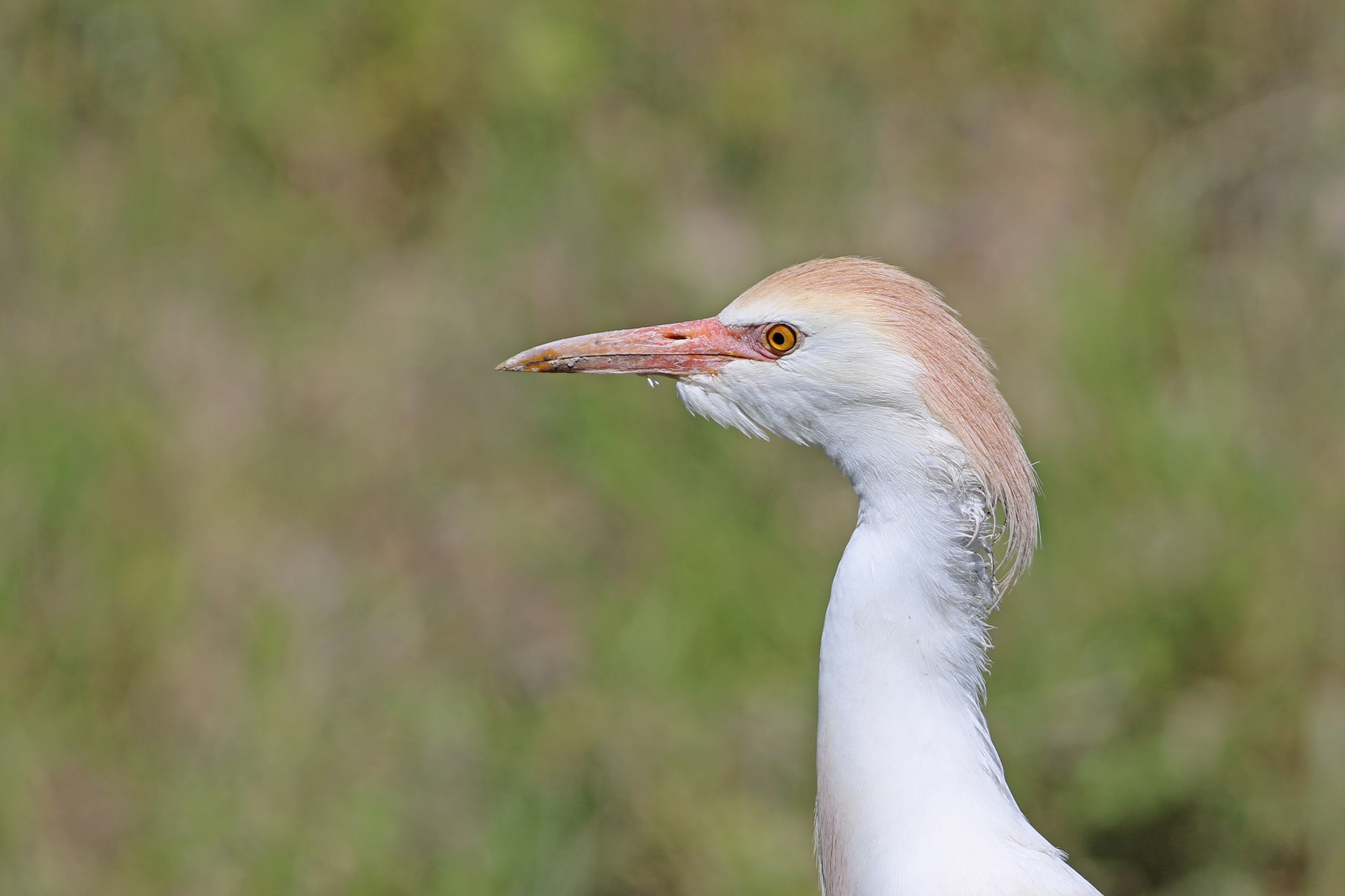 Cattle Egret