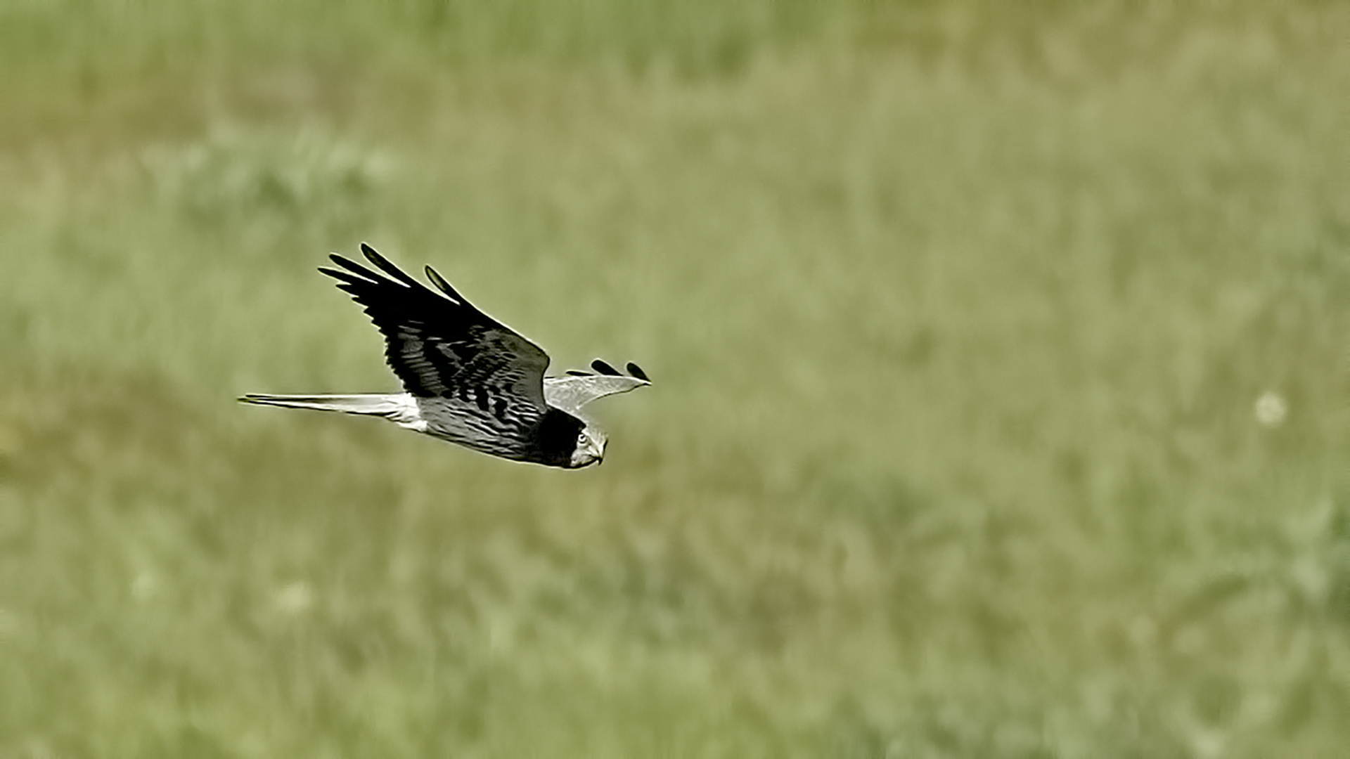 Montagu's Harrier