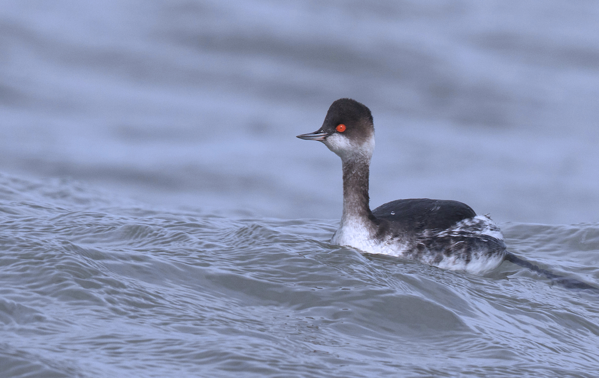 Eared Grebe