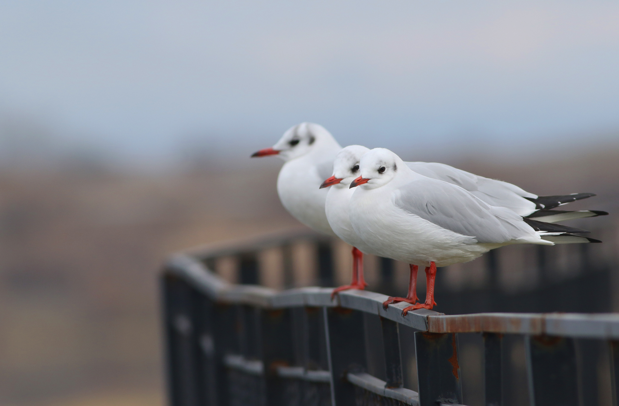 Black-headed Gull
