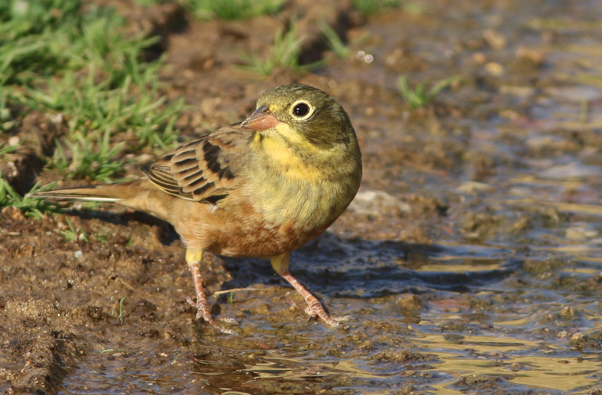 Ortolan Bunting
