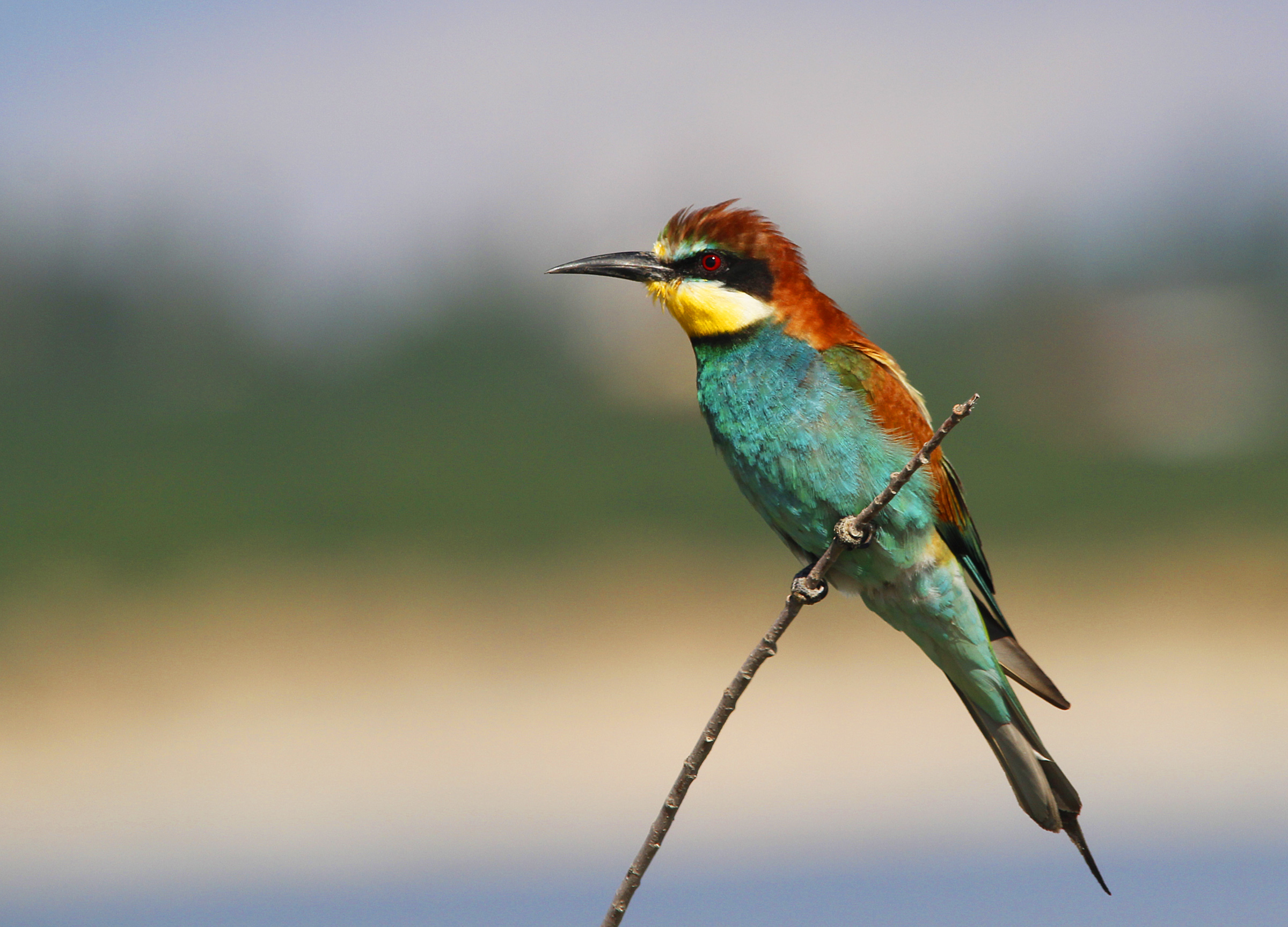 European Bee-eater