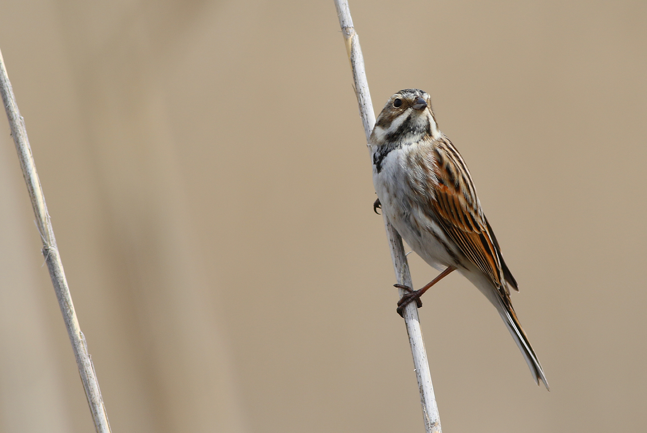 Reed Bunting