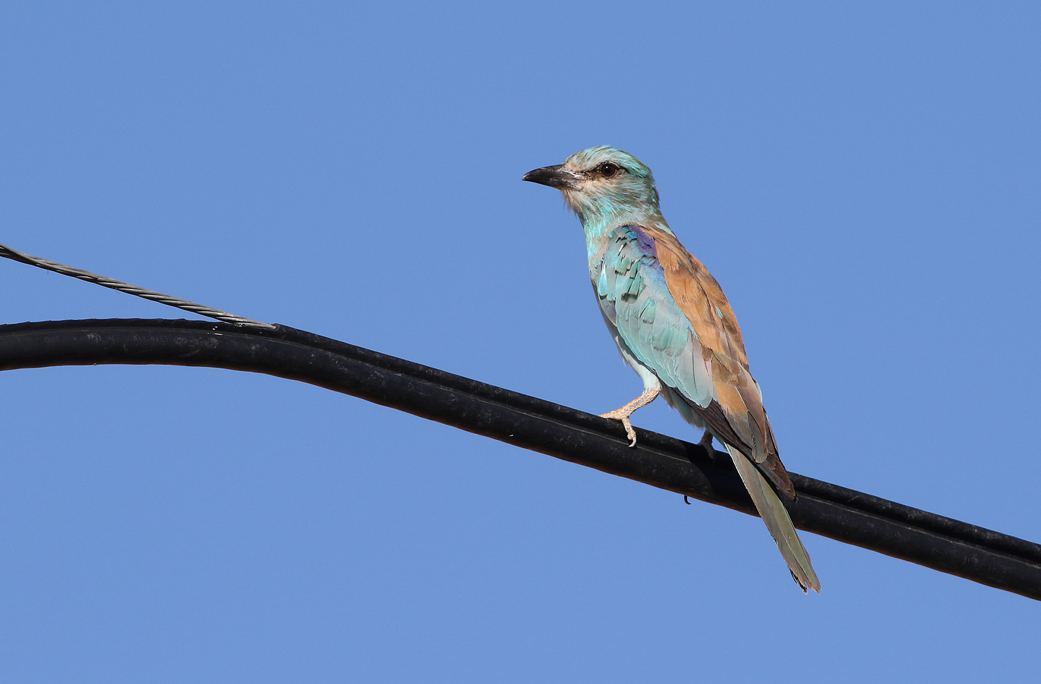 European Roller