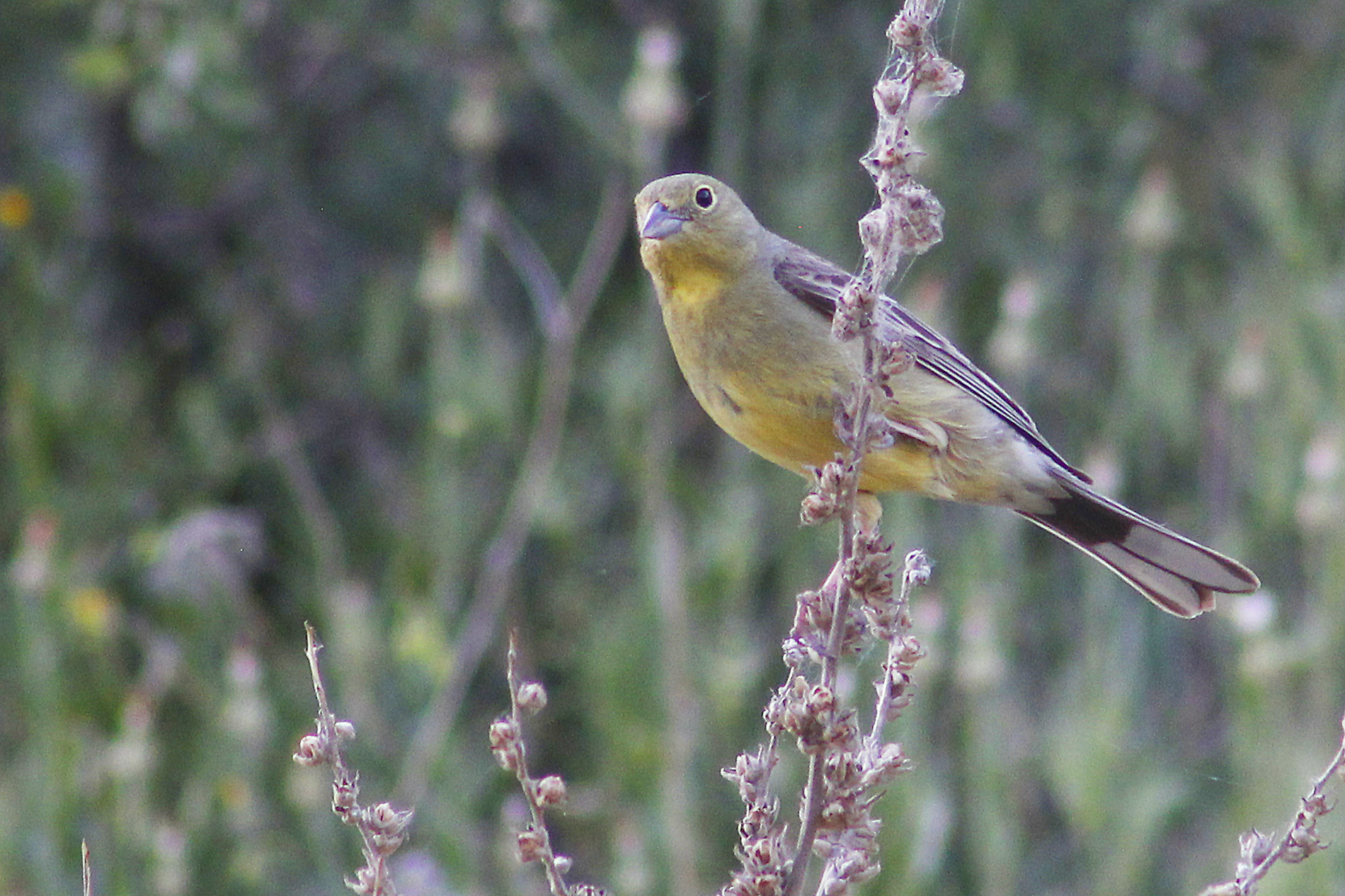 Cinereous Bunting