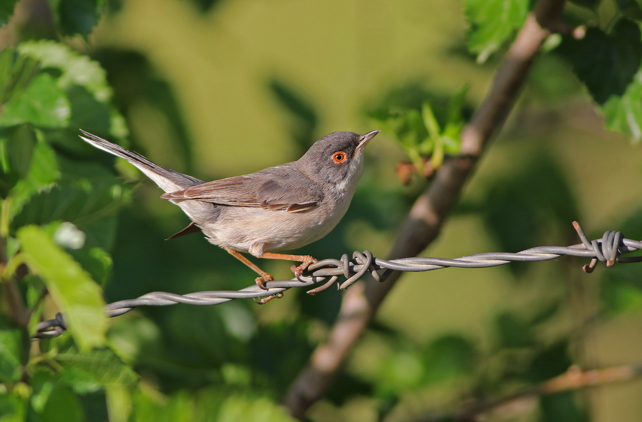 Menetries's Warbler