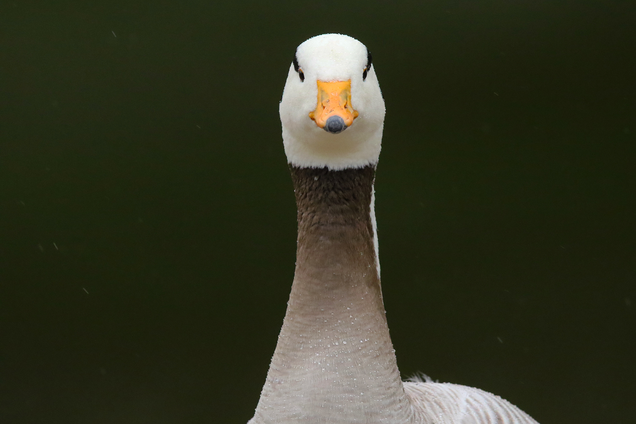 Bar-headed Goose