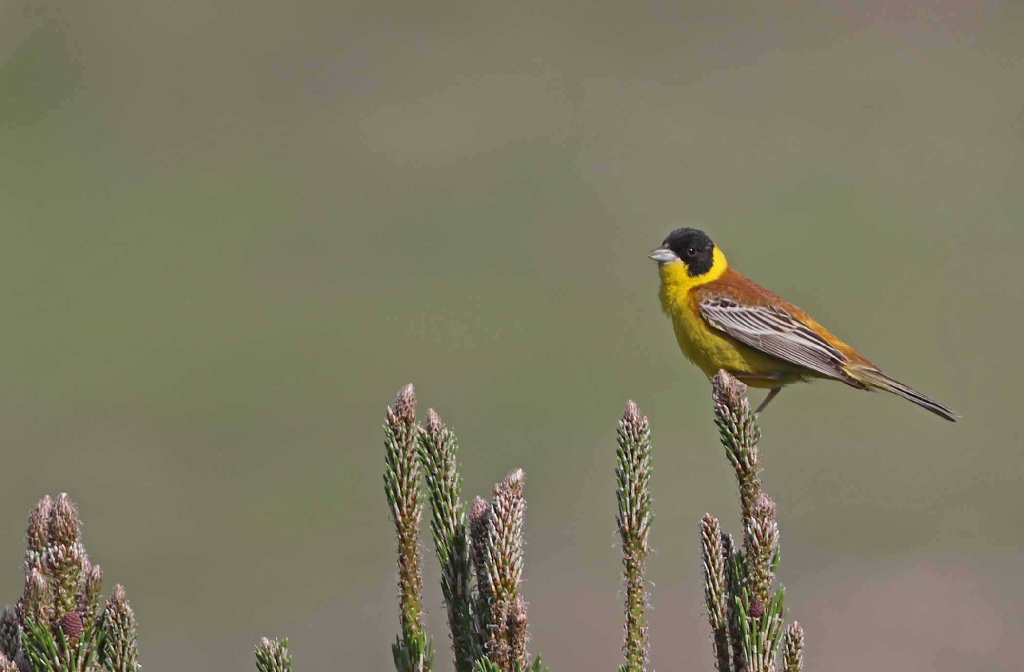 Black-headed Bunting