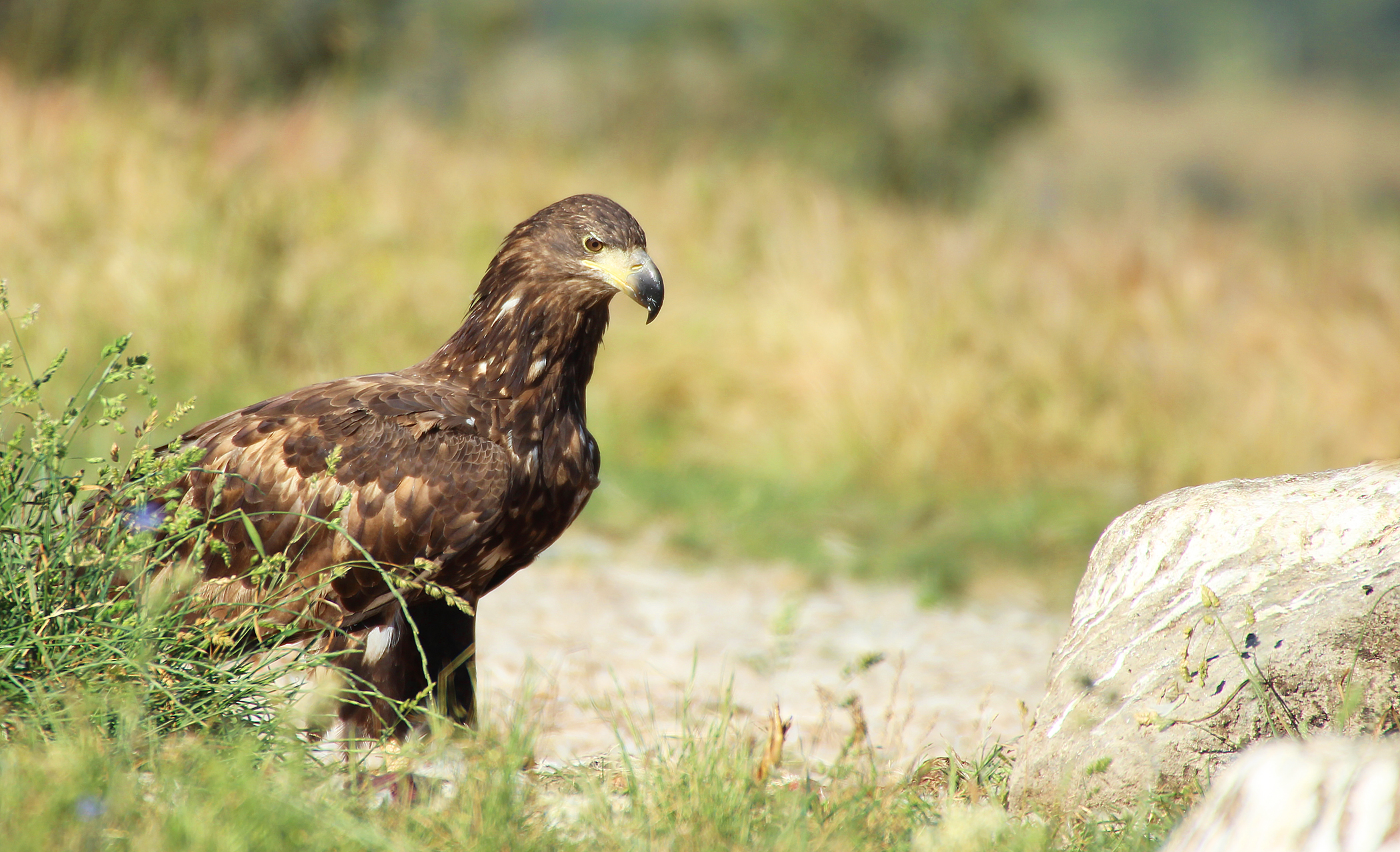 White-tailed Eagle