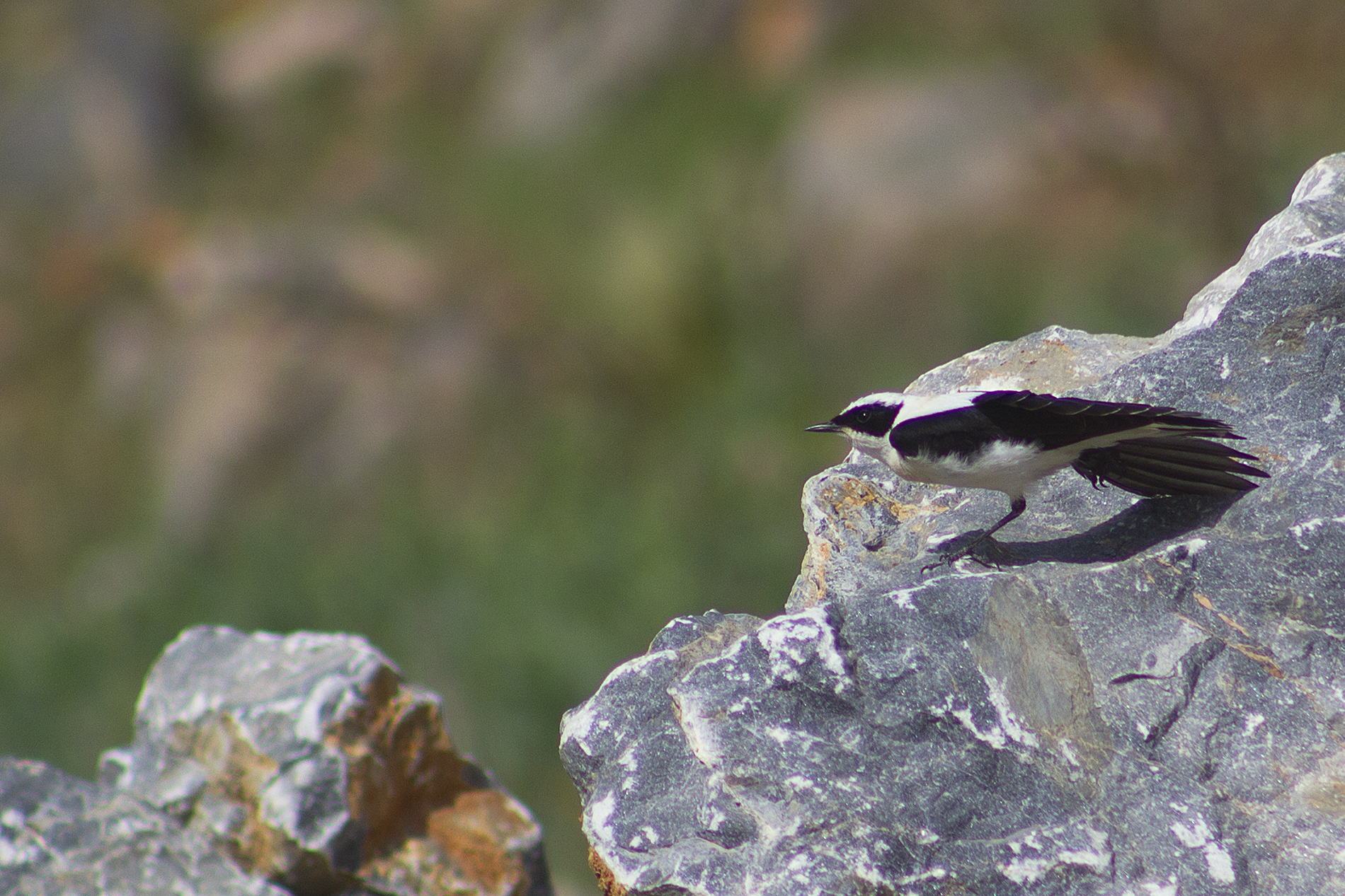 Black-eared Wheatear