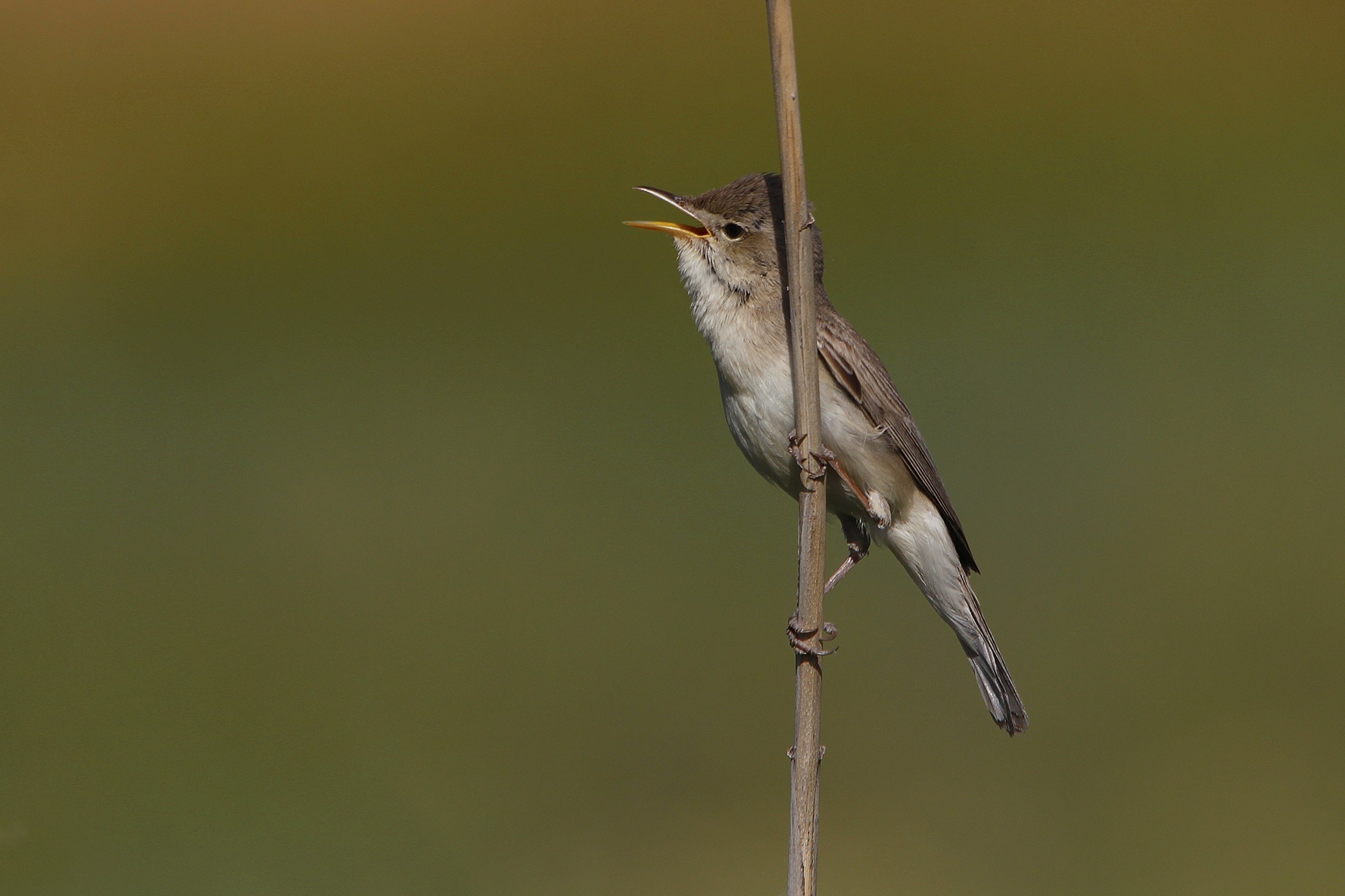 Great Reed-warbler