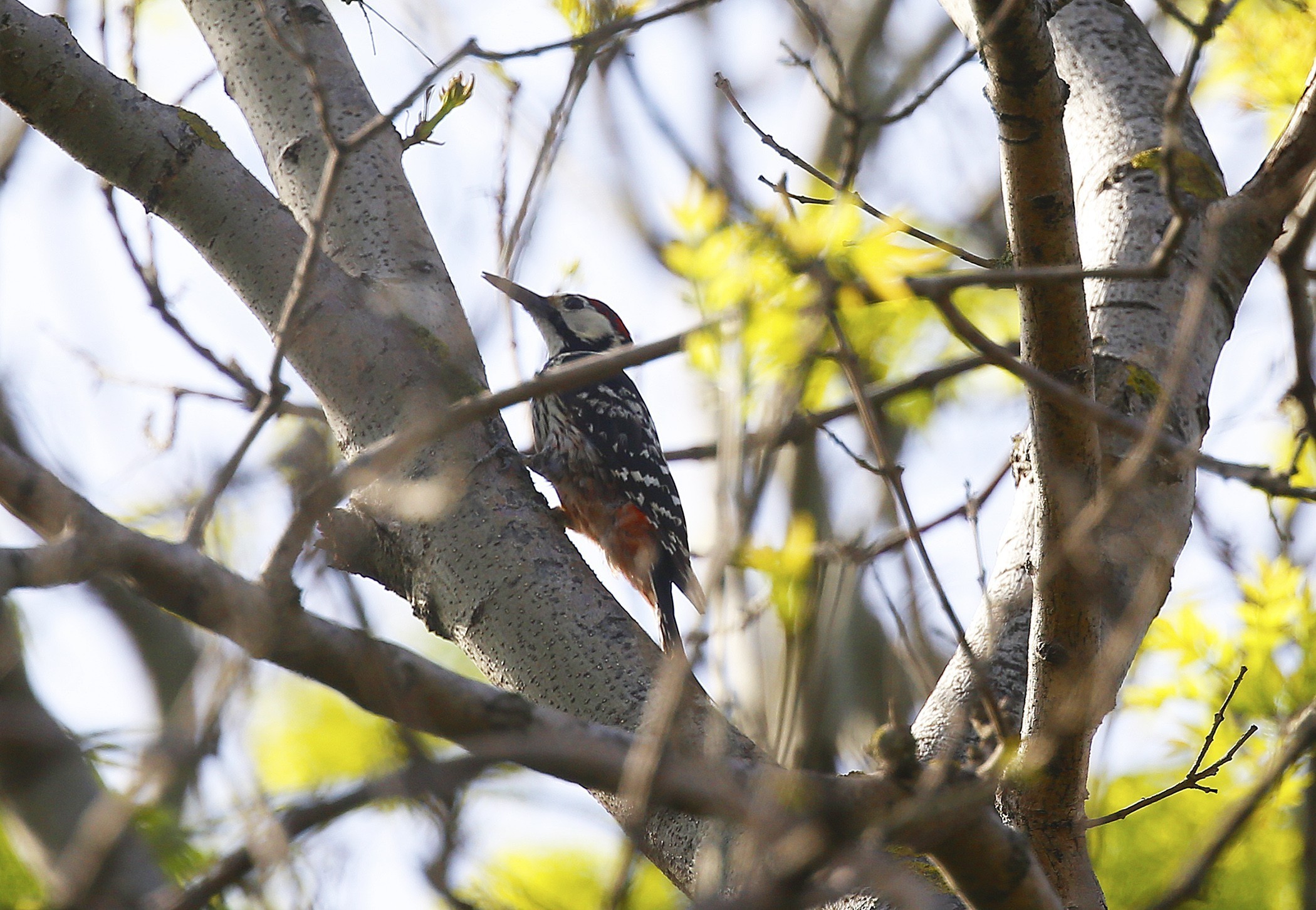 White-backed Woodpecker