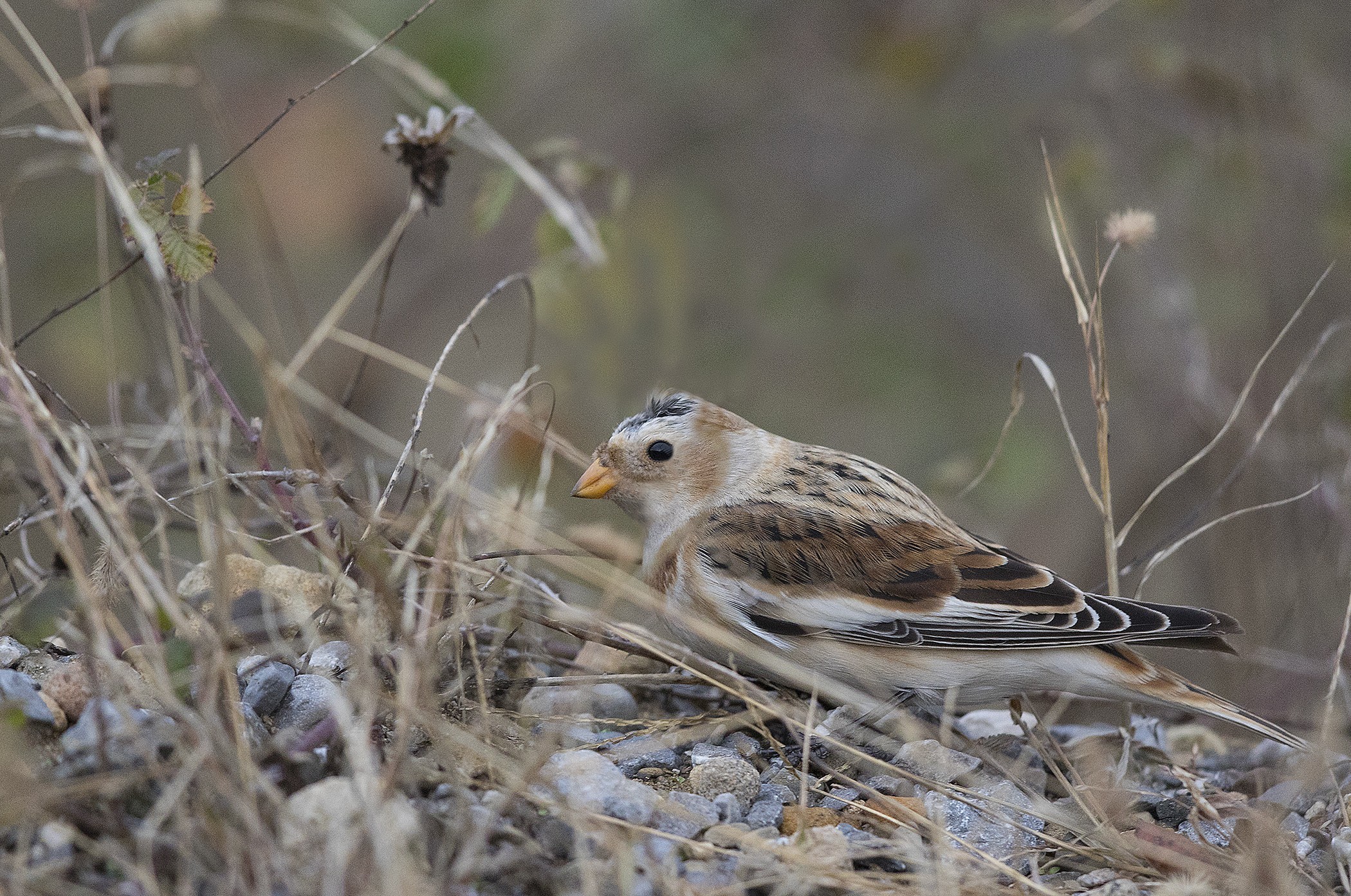 Snow Bunting