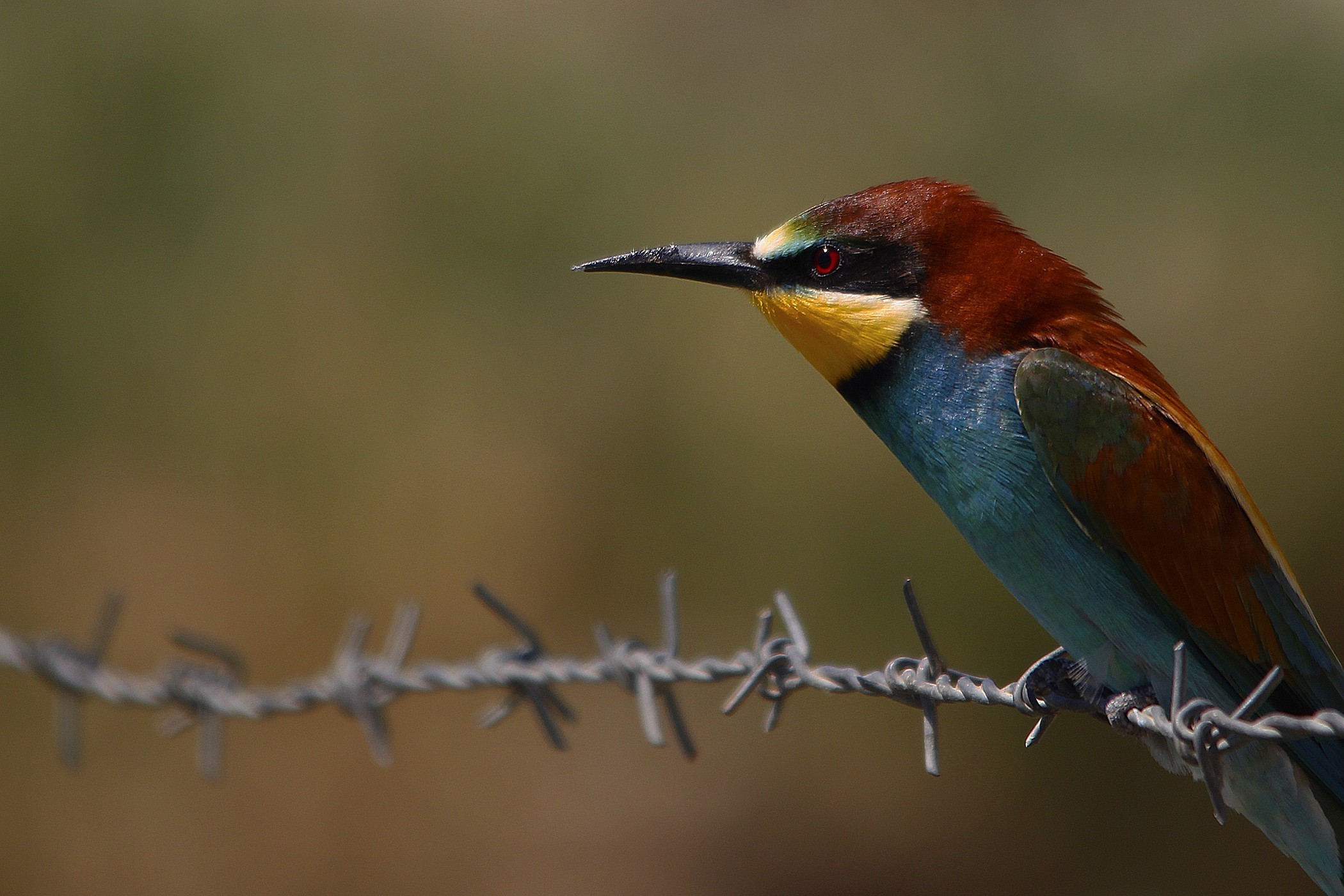 European Bee-eater