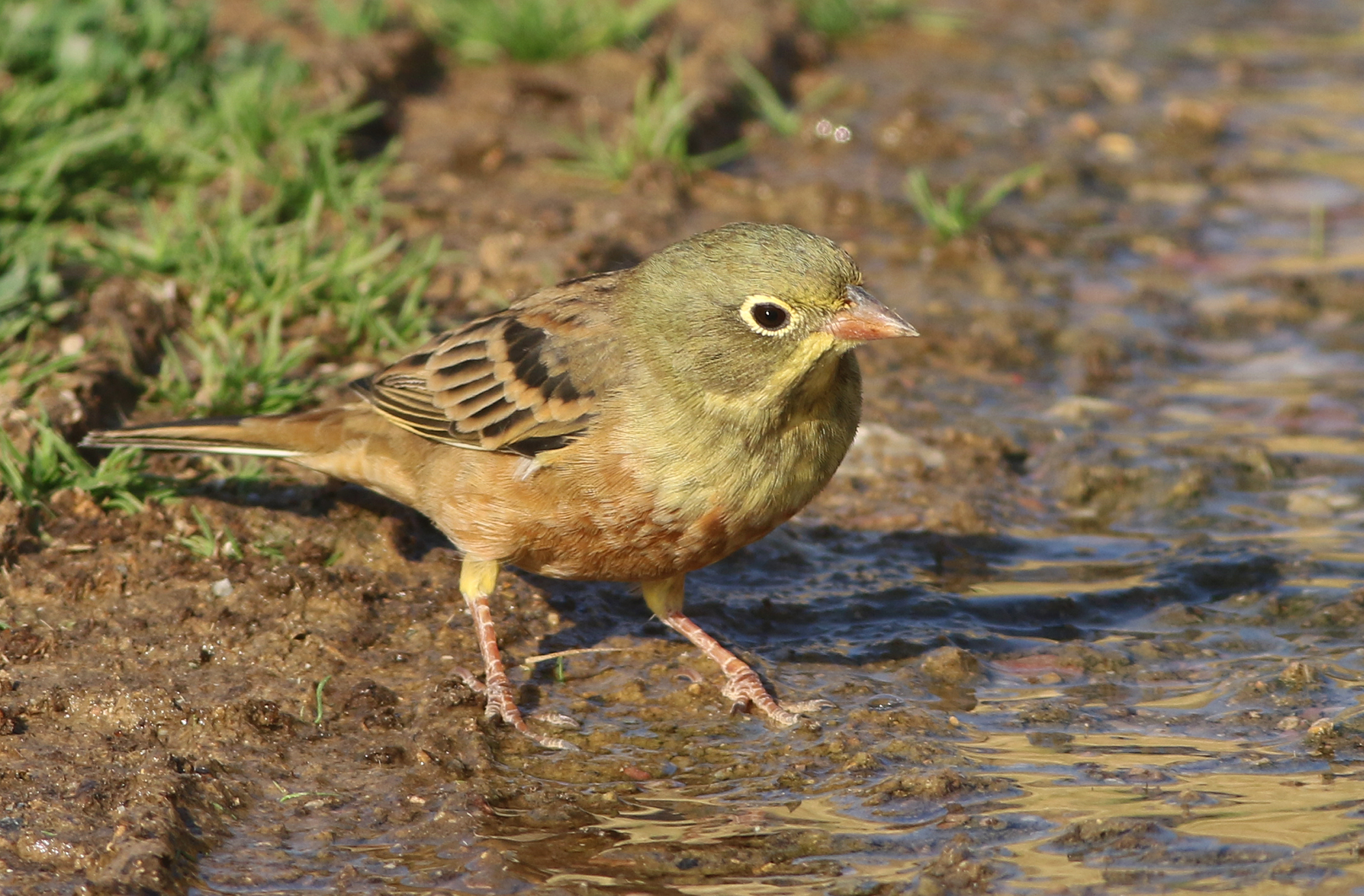 Ortolan Bunting