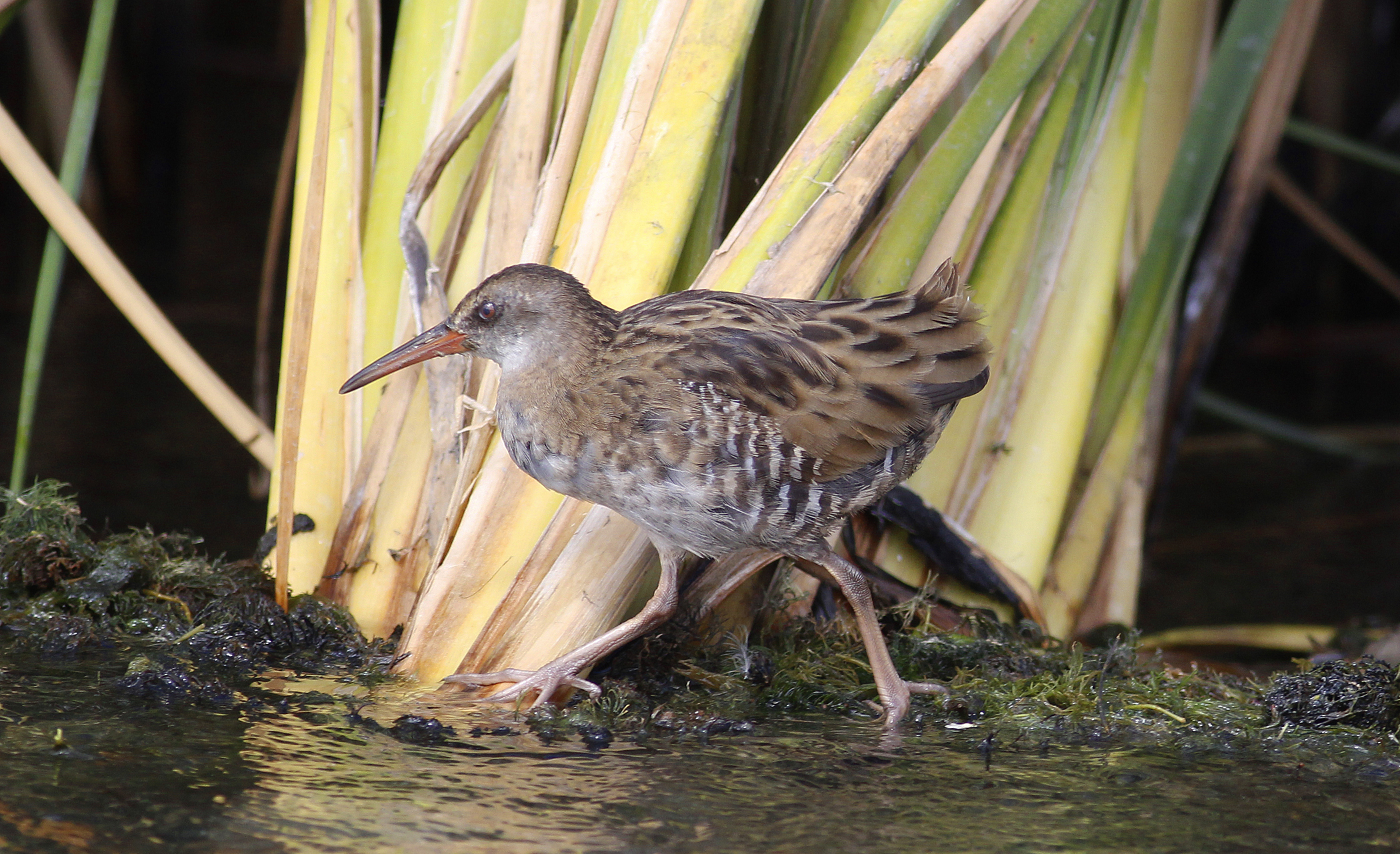 Water Rail