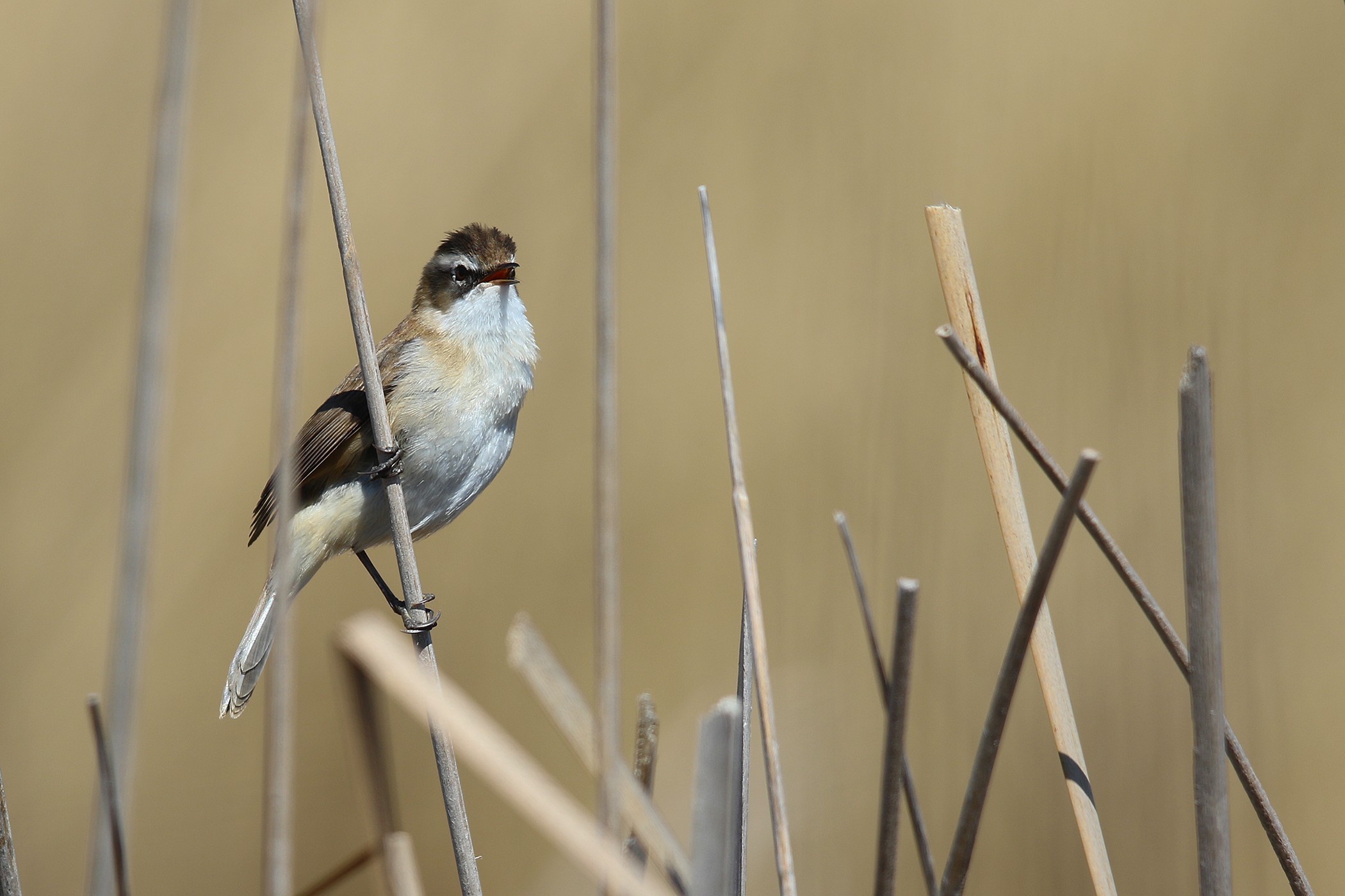 Moustached Warbler