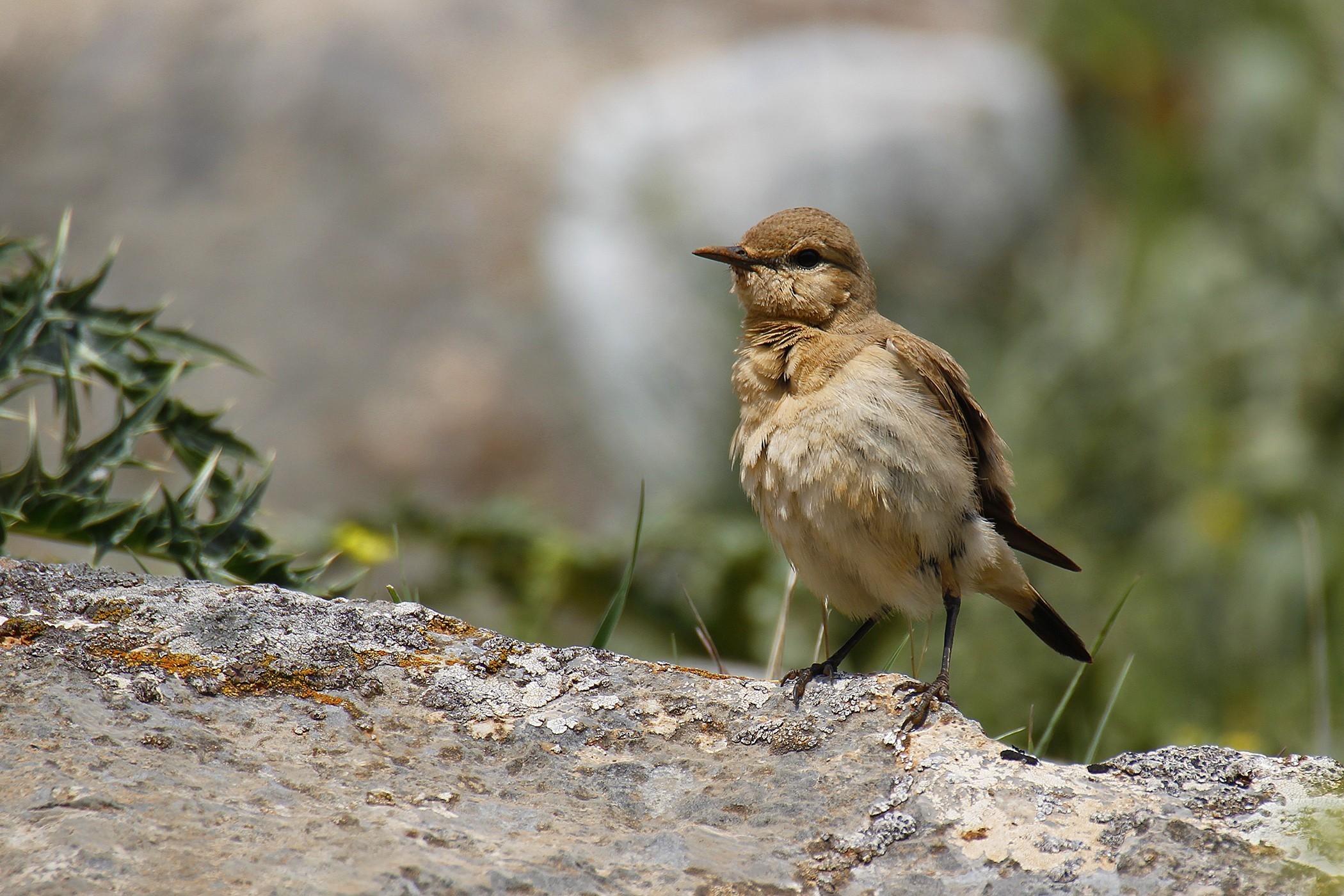 Isabelline Wheatear
