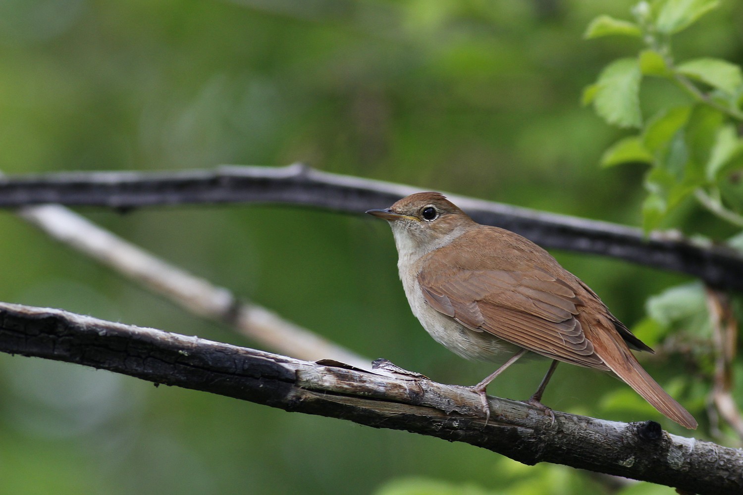 Common Nightingale