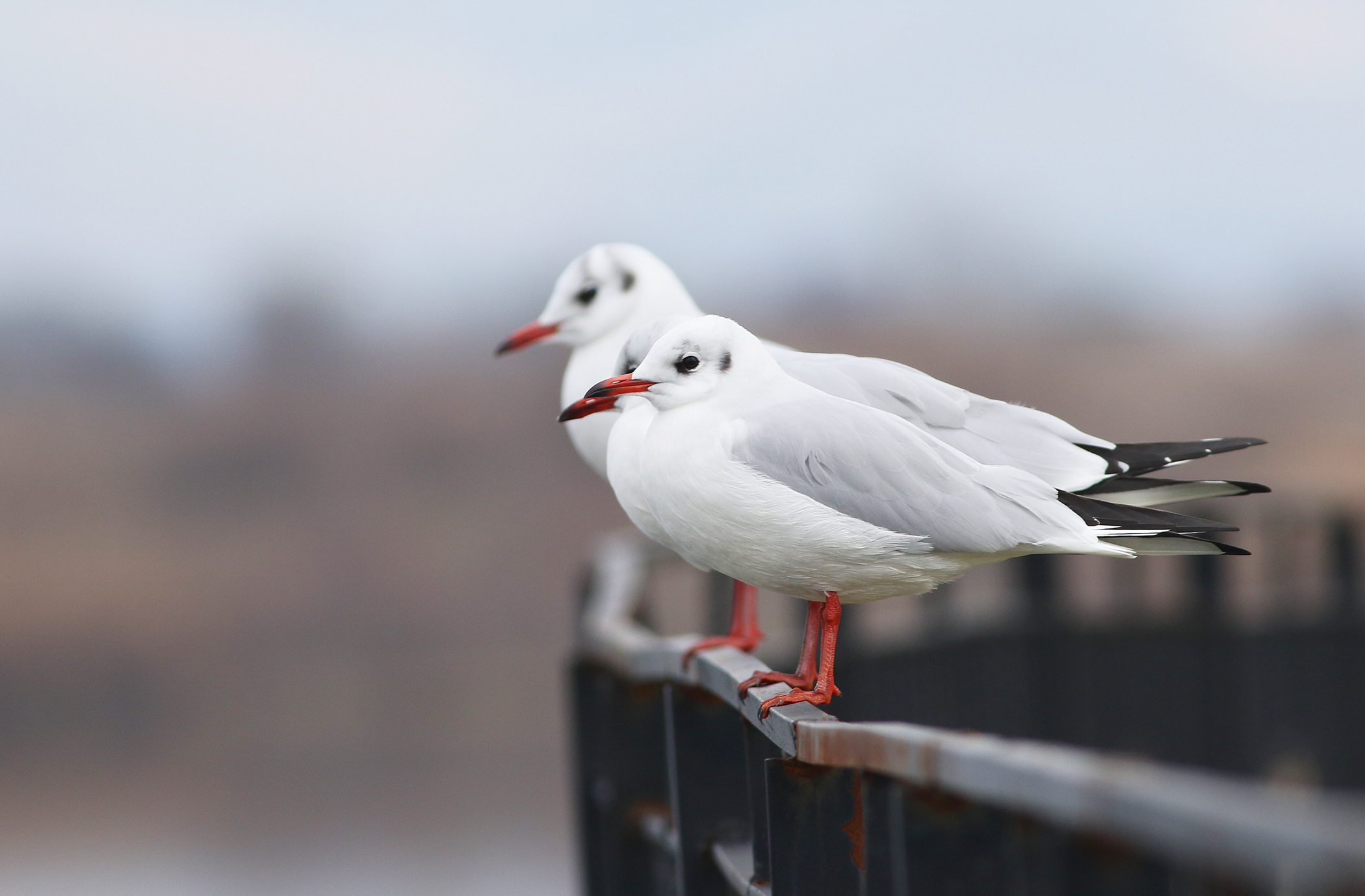 Black-headed Gull