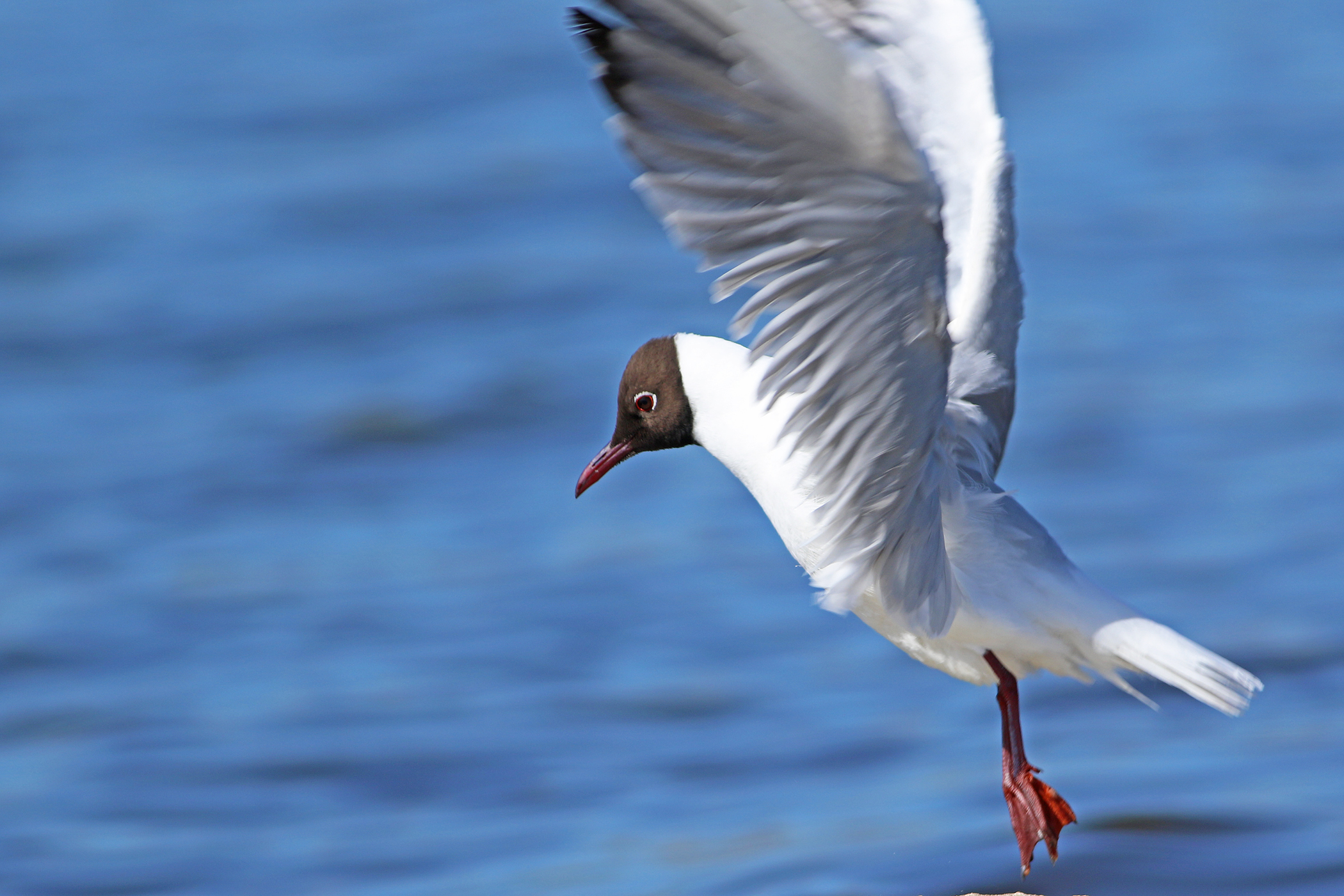 Black-headed Gull