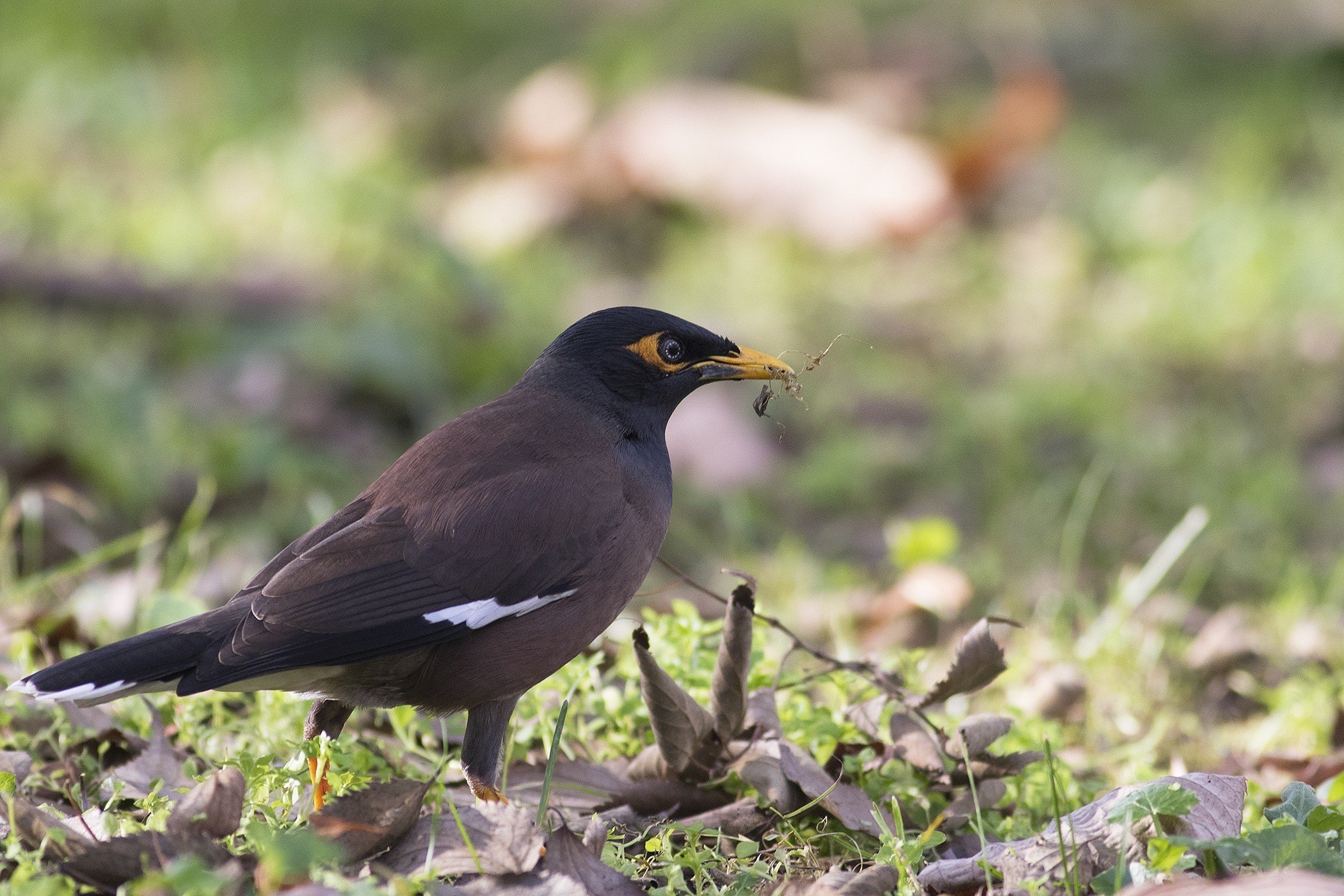 Common Myna