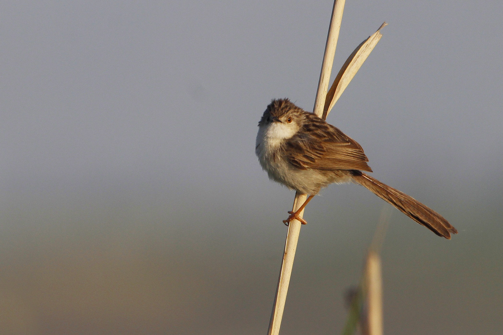 Graceful Prinia