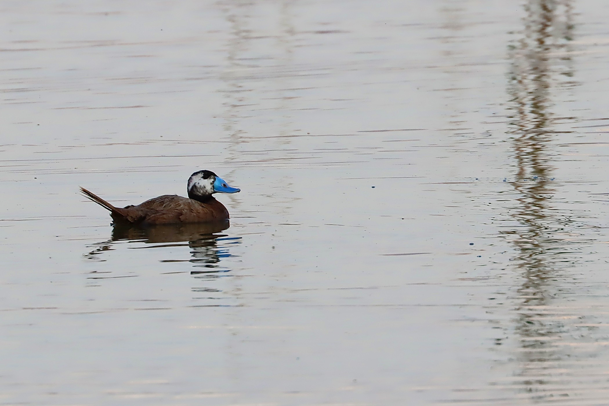 White-headed Duck