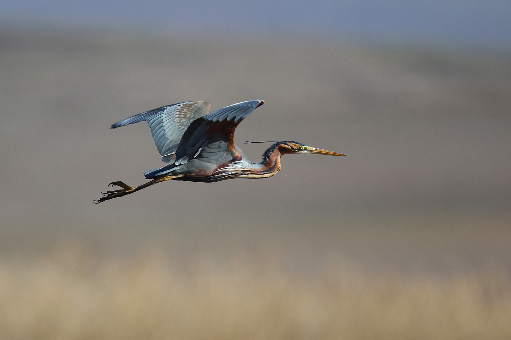 Purple Heron