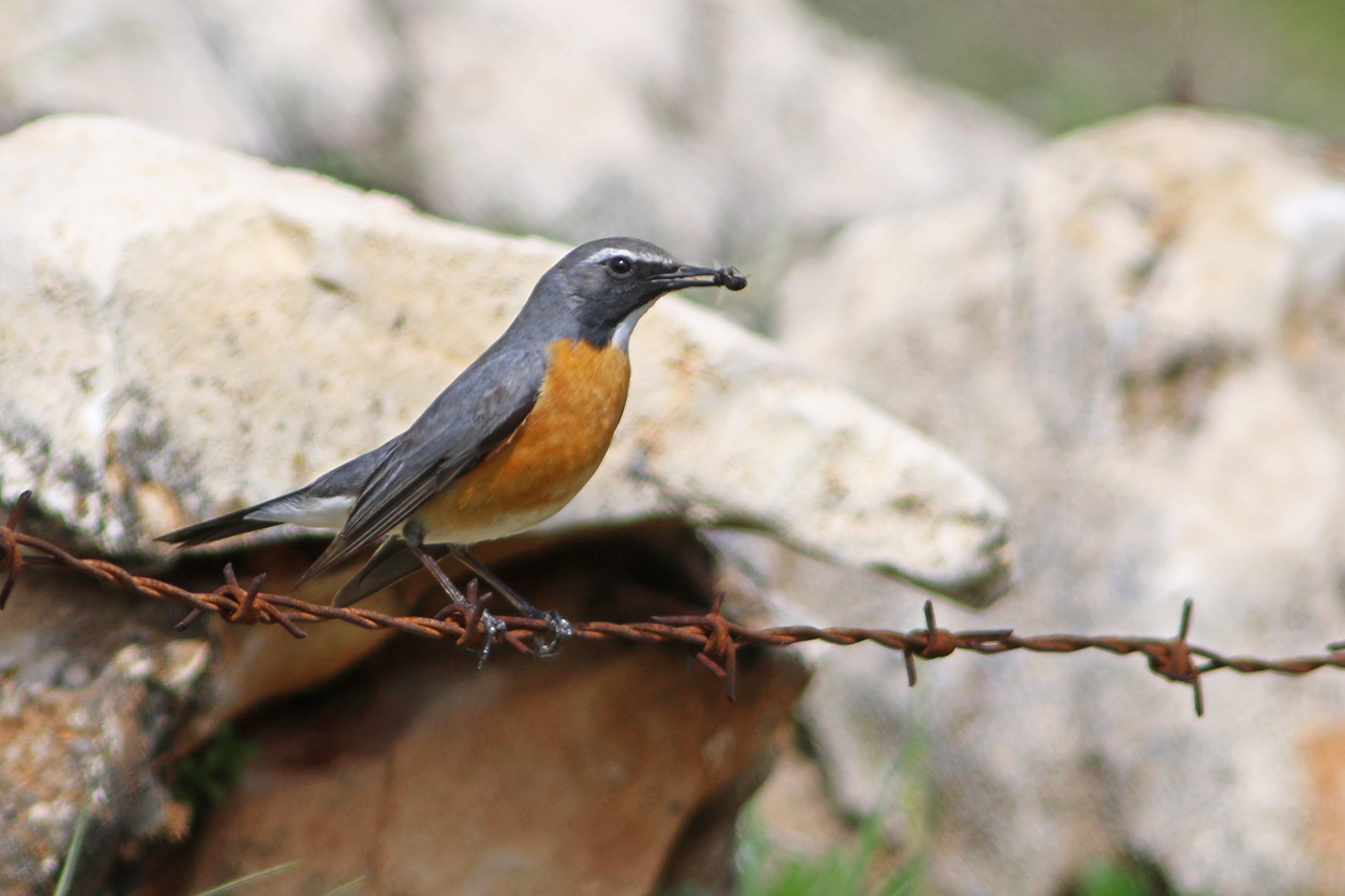 White-throated Robin