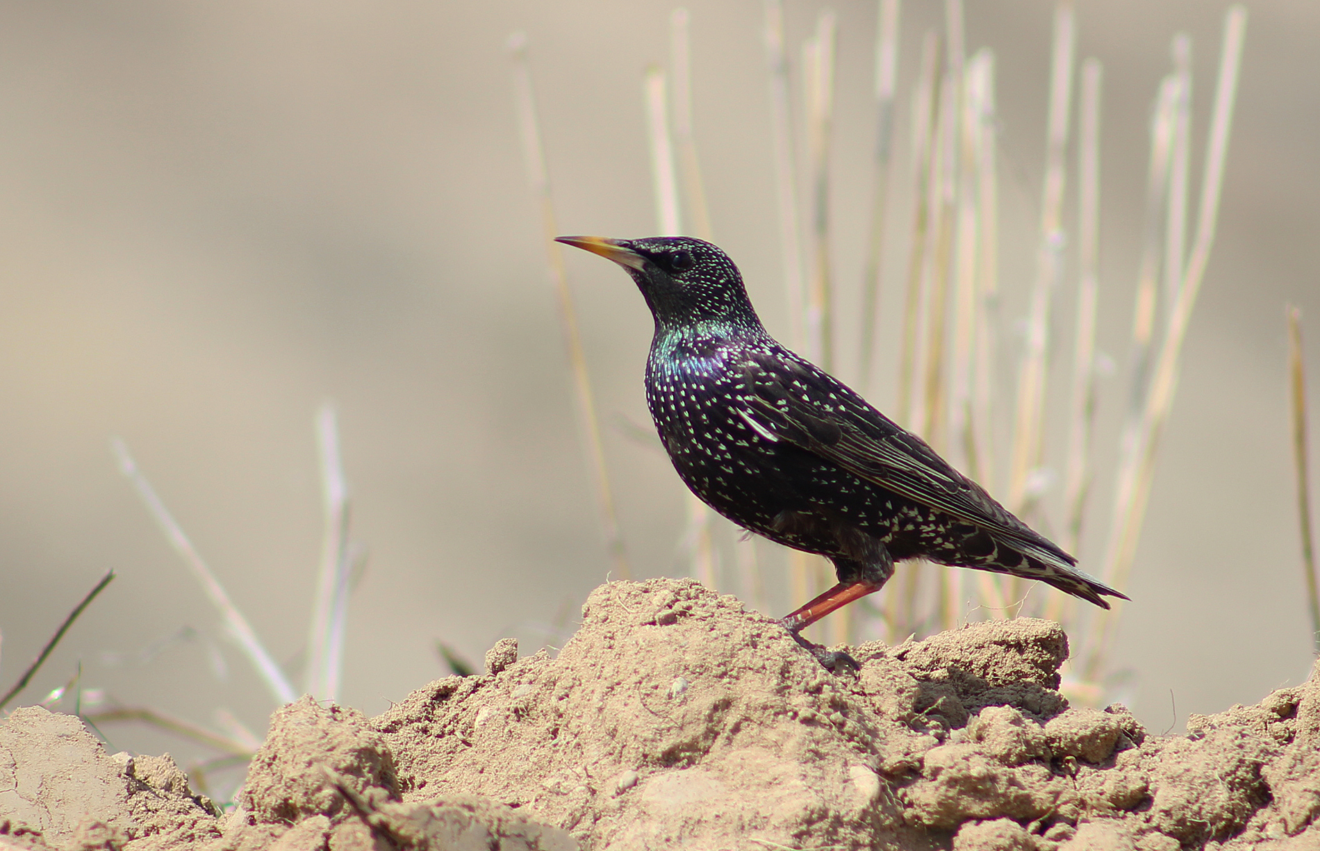 European Starling