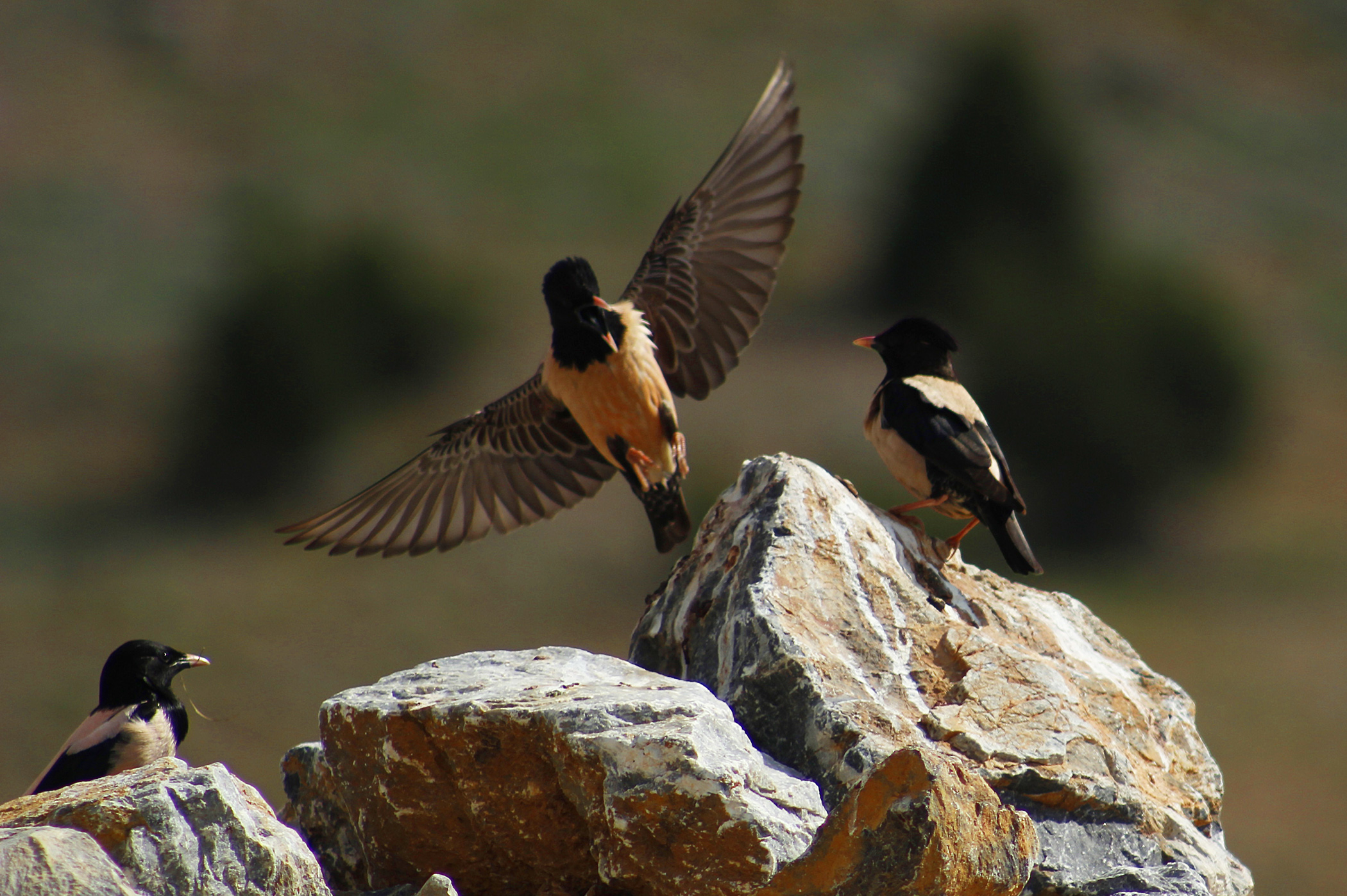 Rosy Starling