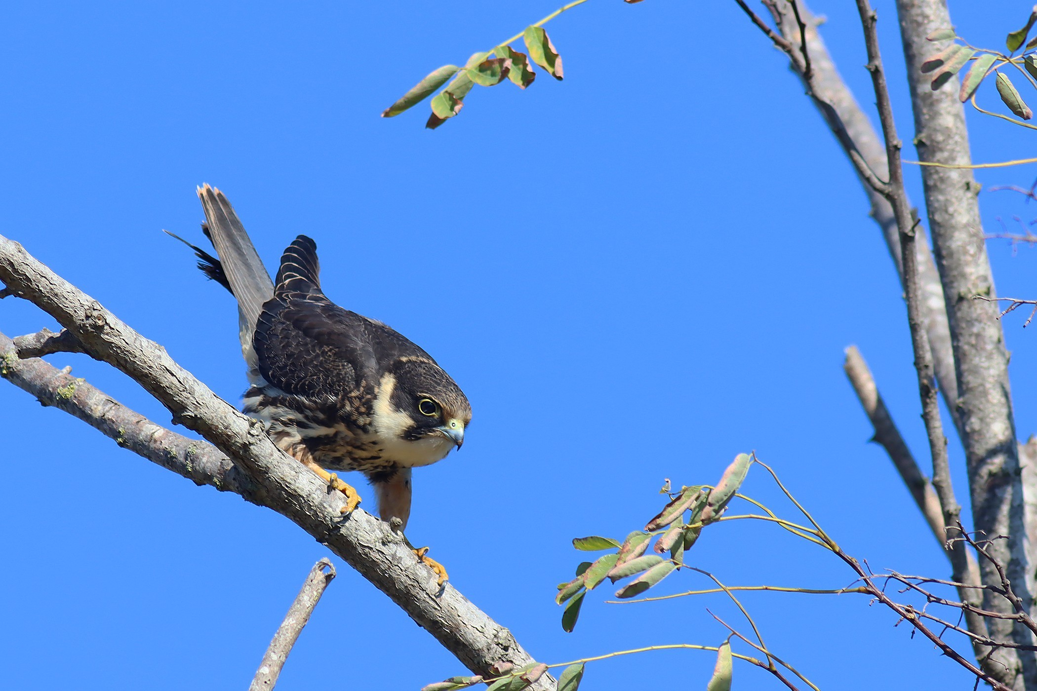 Eurasian Hobby